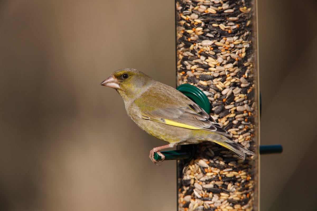 Surprise garden item that could be behind the decline in greenfinches