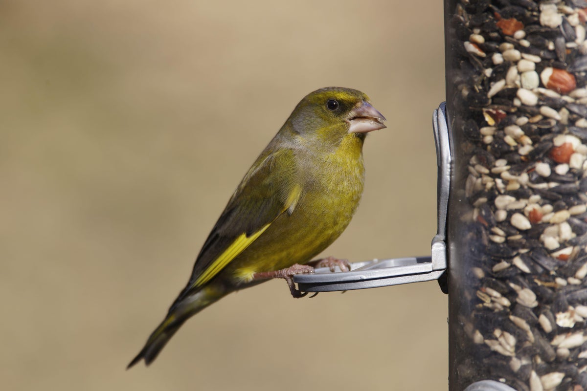 How bird feeders may be behind a sharp decline in beloved UK creatures — and how you can help curb the trend