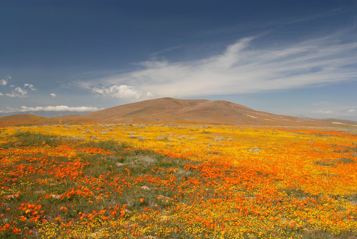 California’s poppy fields plume into vast swathes of vivid orange blooms