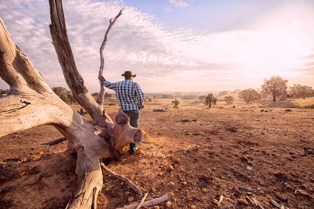 <p>Un agricultor australiano observa un paisaje árido. Las condiciones provocadas por El Niño suelen provocar una disminución de las precipitaciones en Australia, lo que aumenta el riesgo de sequías e incendios forestales</p>