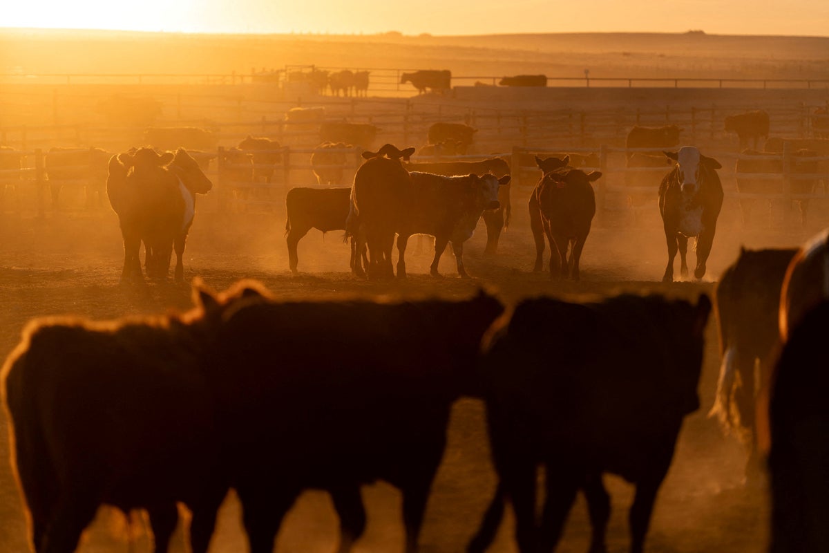 Trump plans to import more beef from overseas to bring down record-high prices, report says – UK Times