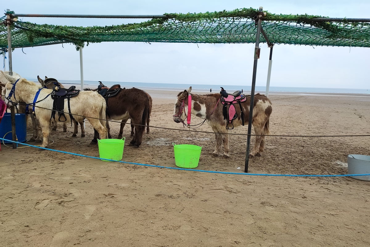 Donkeys banned from Welsh beach after 100 years