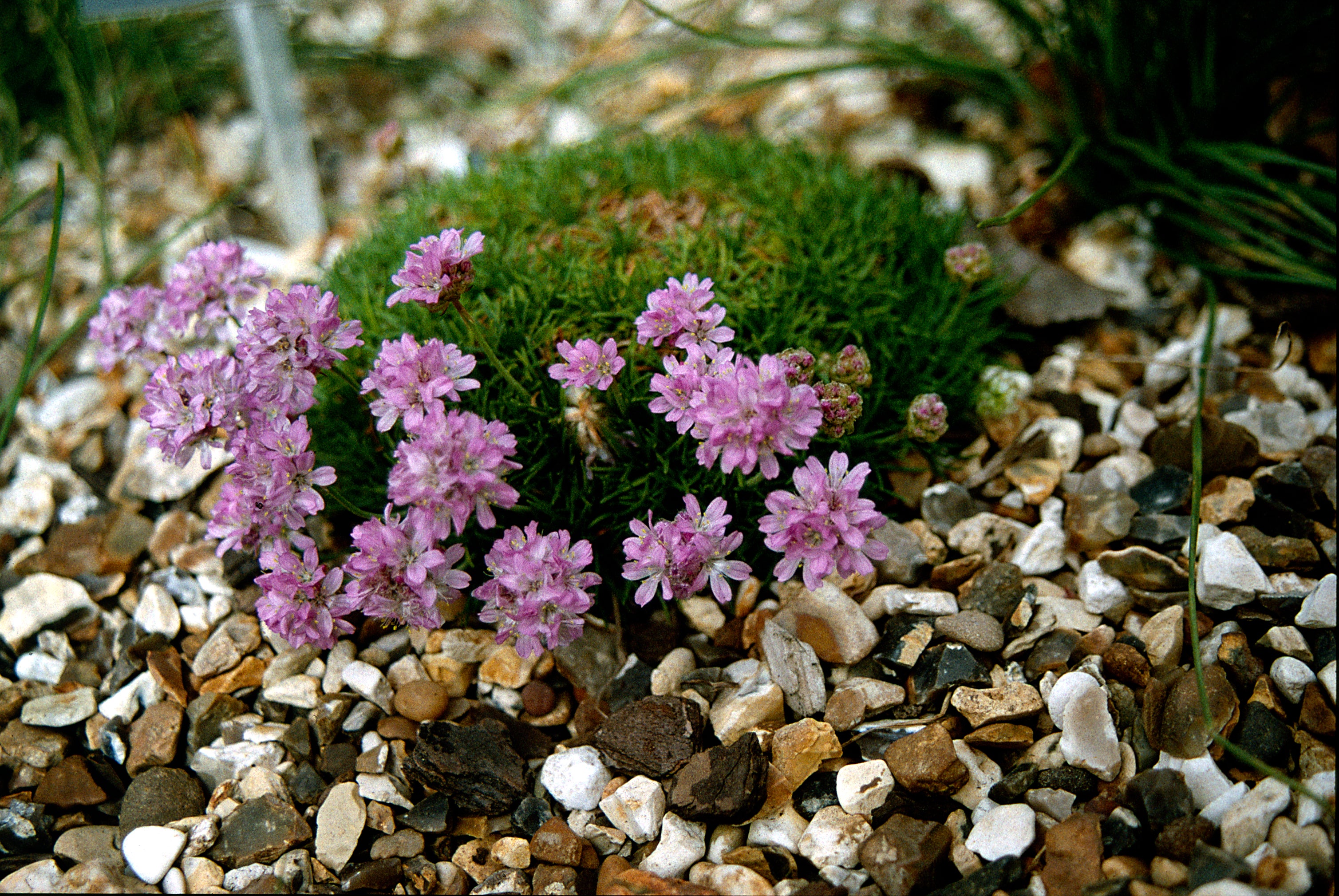 Armeria Bevan’s Variety