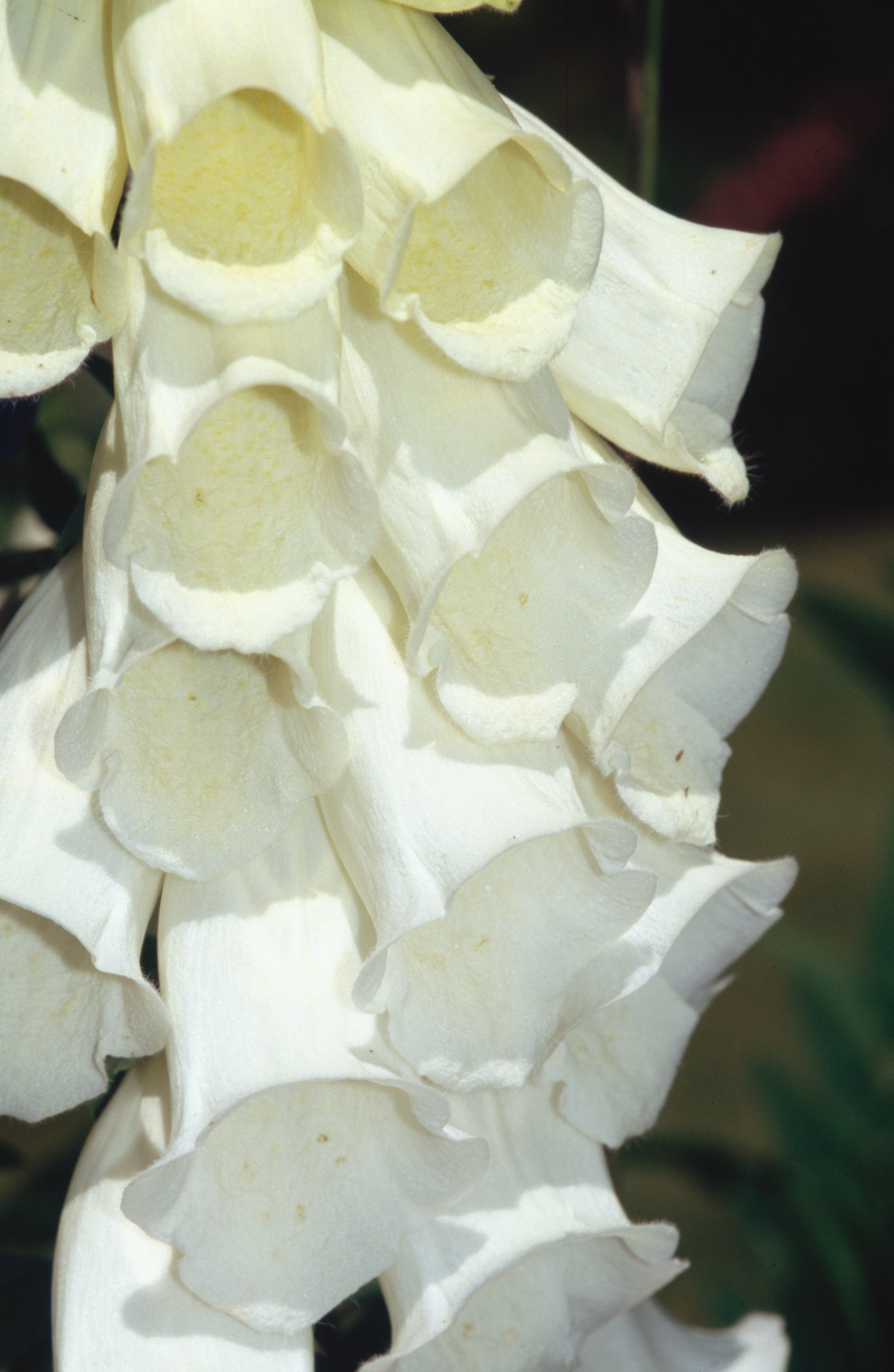 White-flowered foxglove (Graham Titchmarsh/RHS/PA)