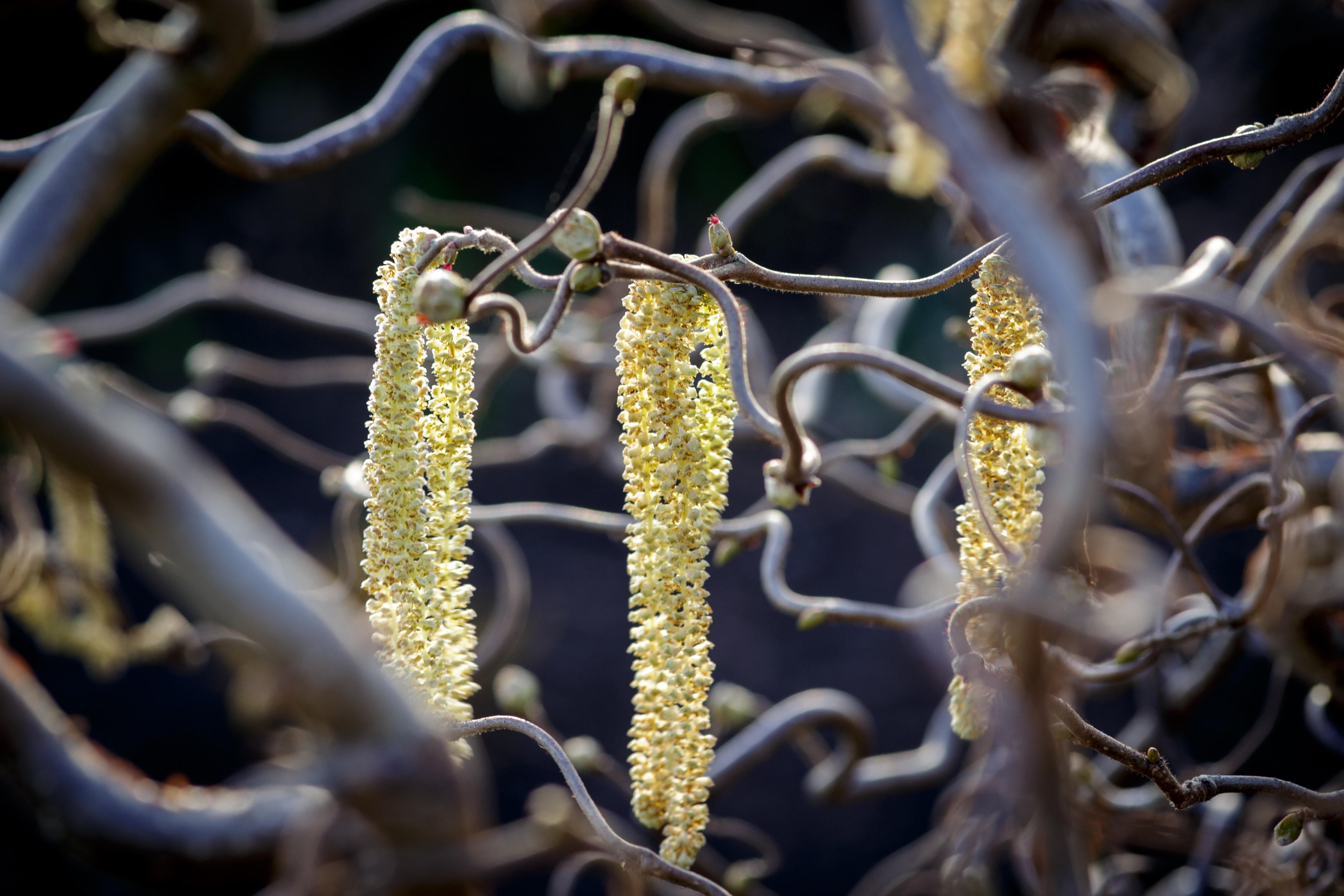 Corkscrew hazel (Alamy/PA)