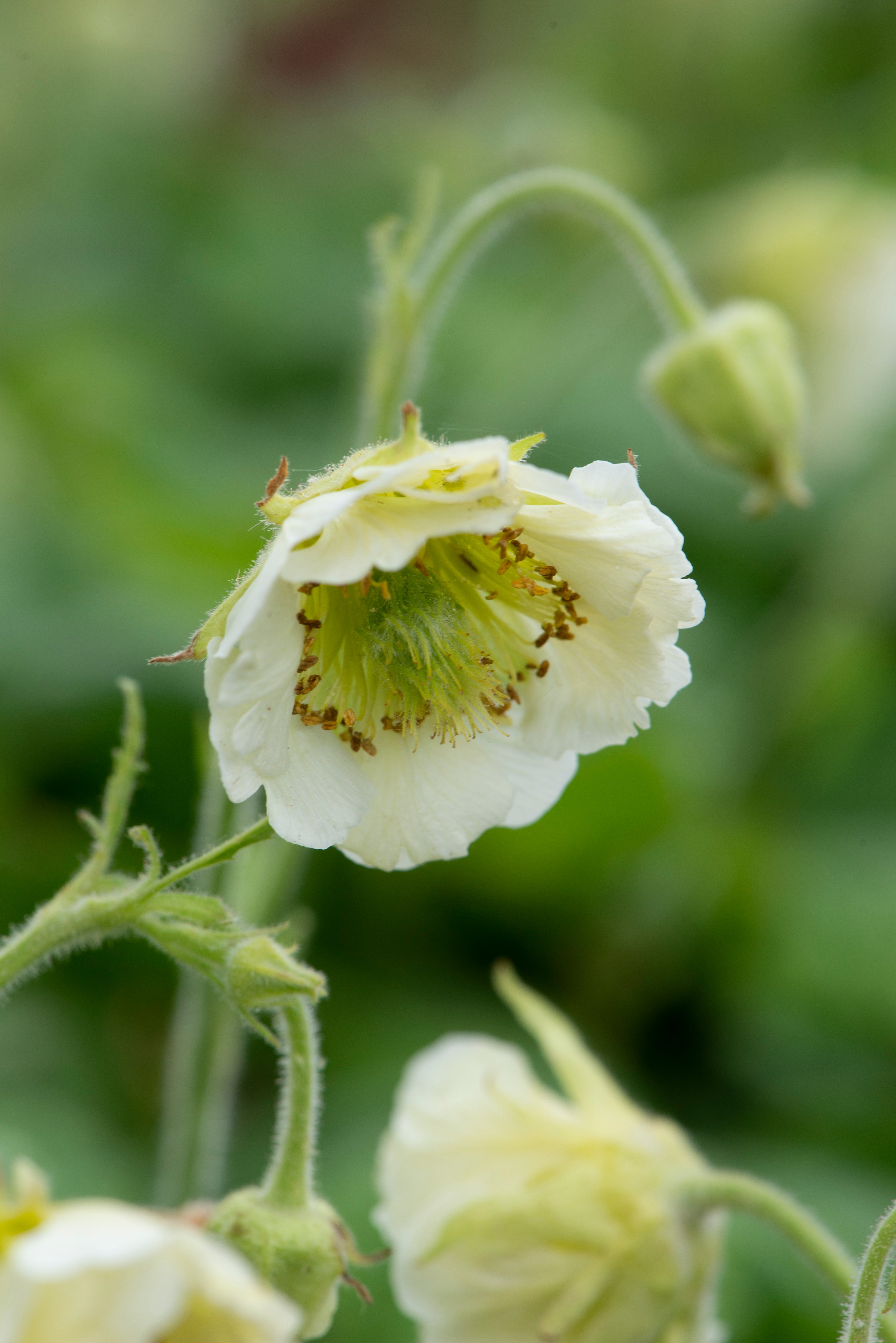 Geum rivale ‘Snowflake’ (Fiona Lea/RHS/PA)