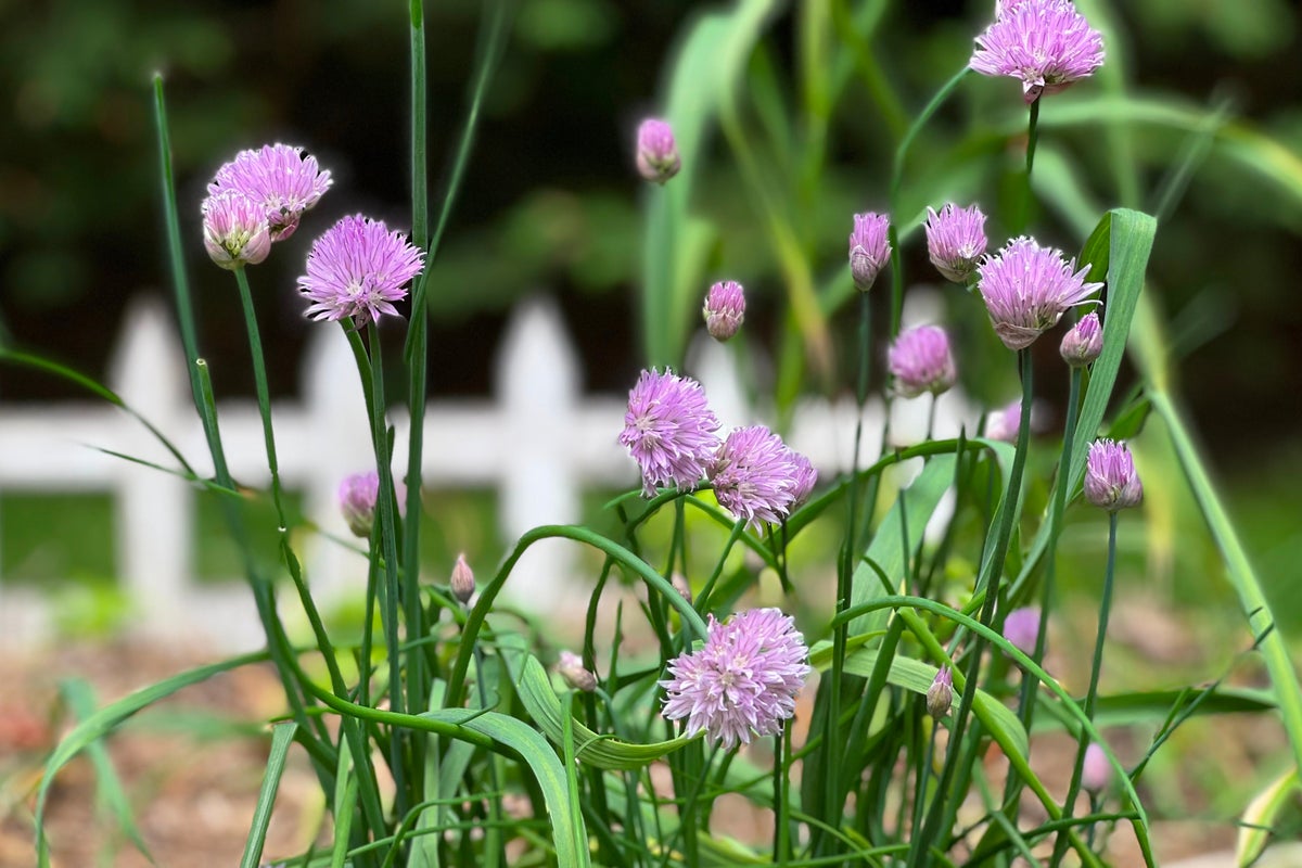 Microgardening means getting a surprisingly big harvest from a windowsill or balcony garden