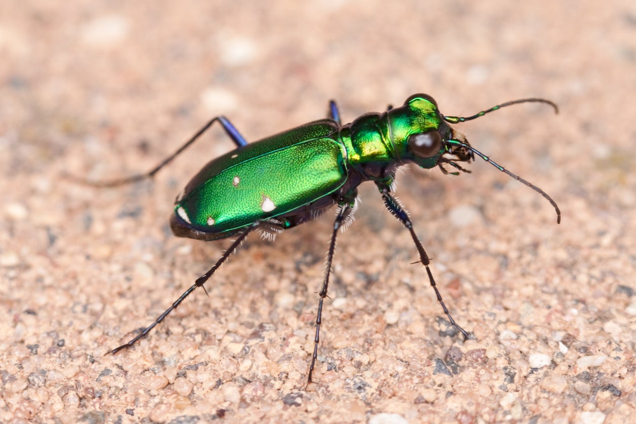 A six-spotted tiger beetle