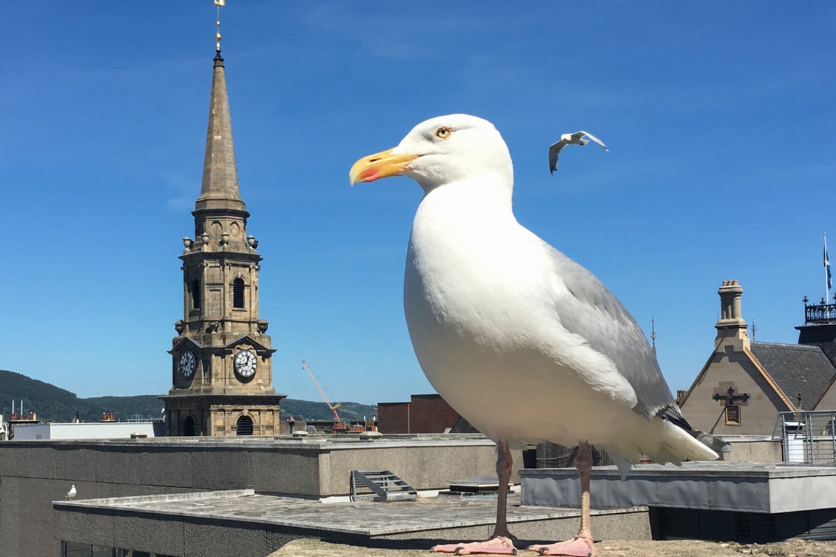 ‘Dive-bombing’ urban gulls snatching food and keeping people awake sparks action in Inverness ‘Dive-bombing’ urban gulls snatching food and keeping people awake sparks action in Inverness