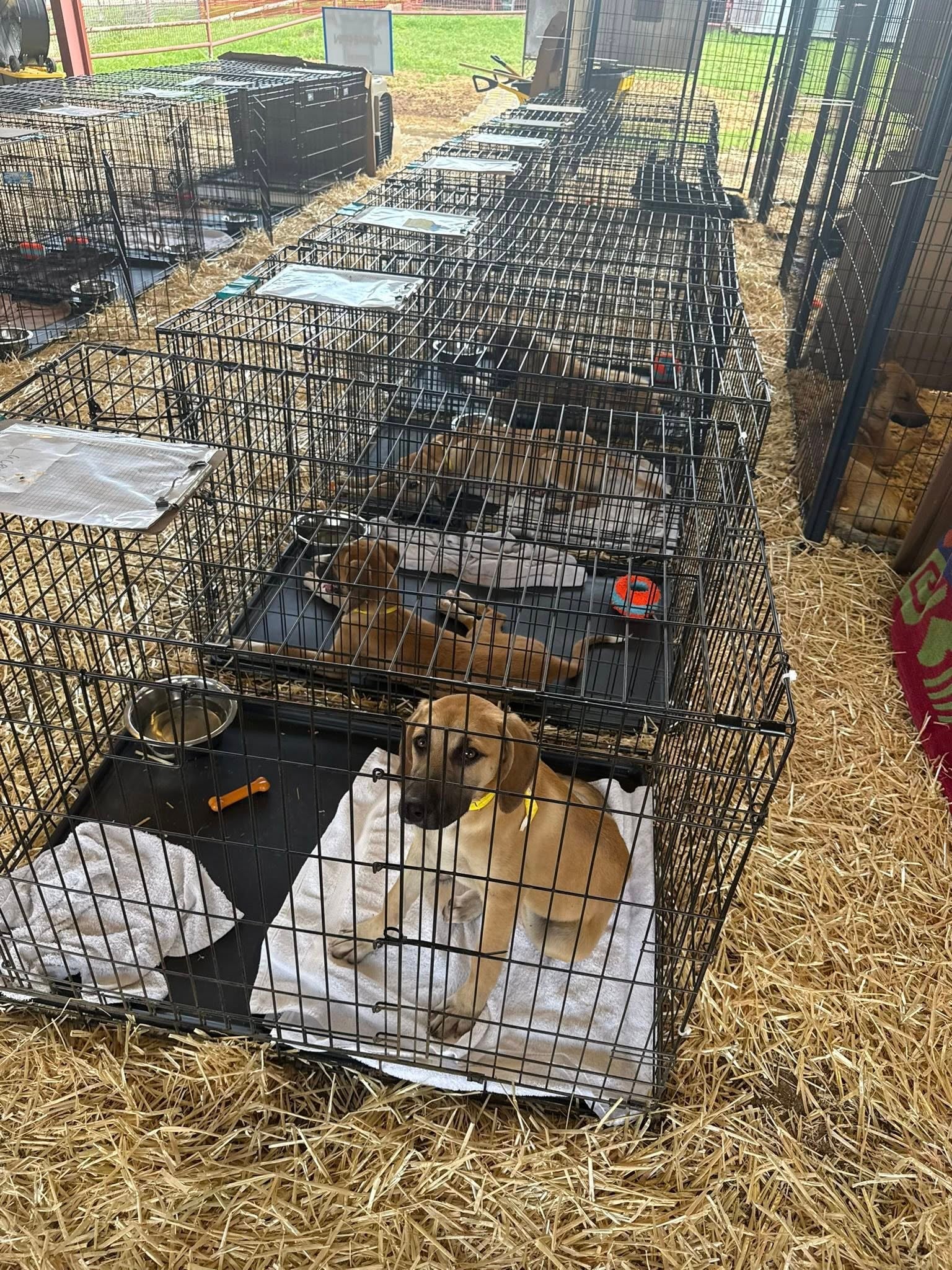 Nearly all of the rescued dogs had been transferred to long-term shelter placements