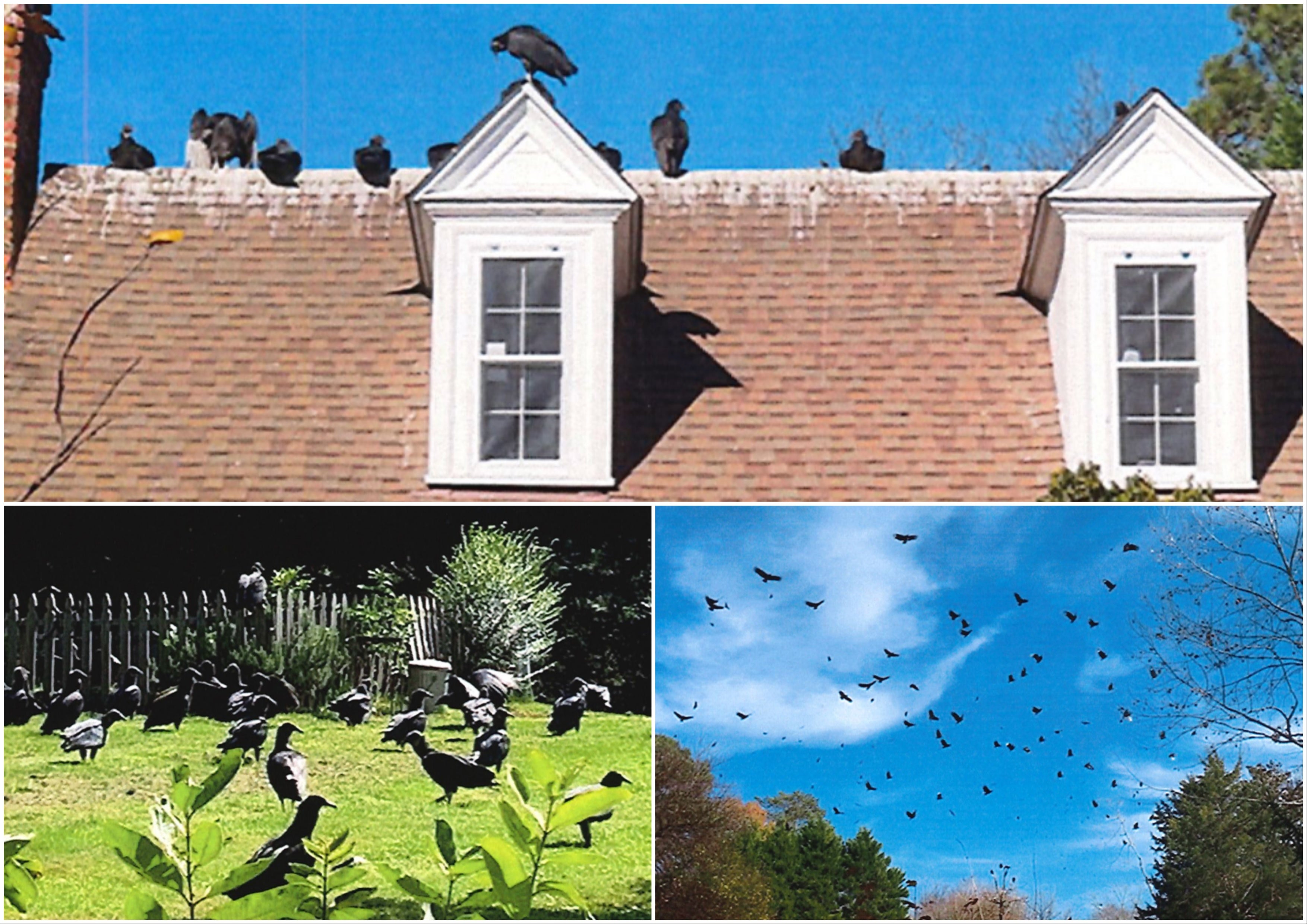 Vultures have taken over a North Carolina neighborhood and damaged homes, town says