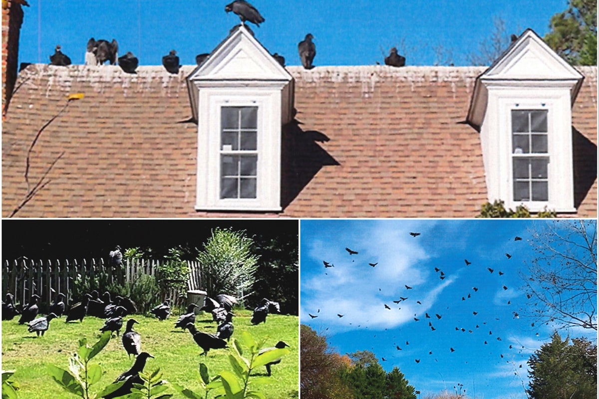 Vultures have taken over a North Carolina neighborhood and damaged homes, town says Vultures have taken over a North Carolina neighborhood and damaged homes, town says