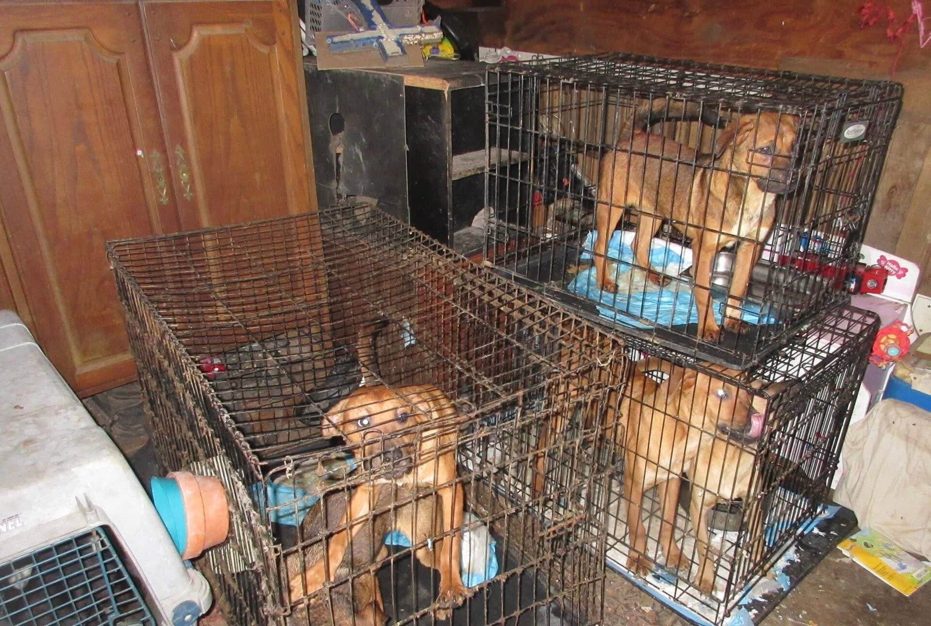 Officials say 75 dogs were rescued from one site n Ellis County, Texas