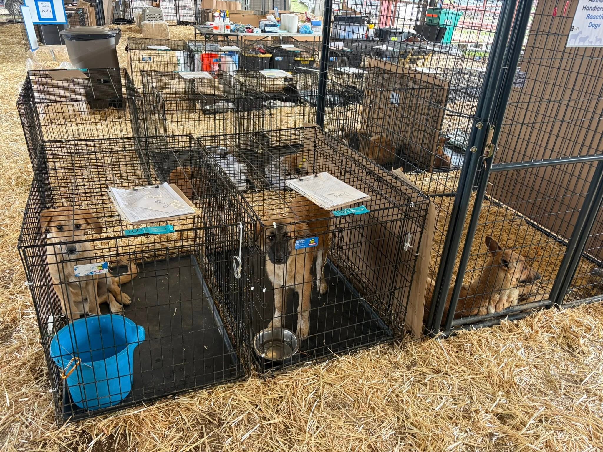 Roughly 125 dogs were saved from inhumane hoarding conditions as part of a large-scale rescue effort that took several months in Texas