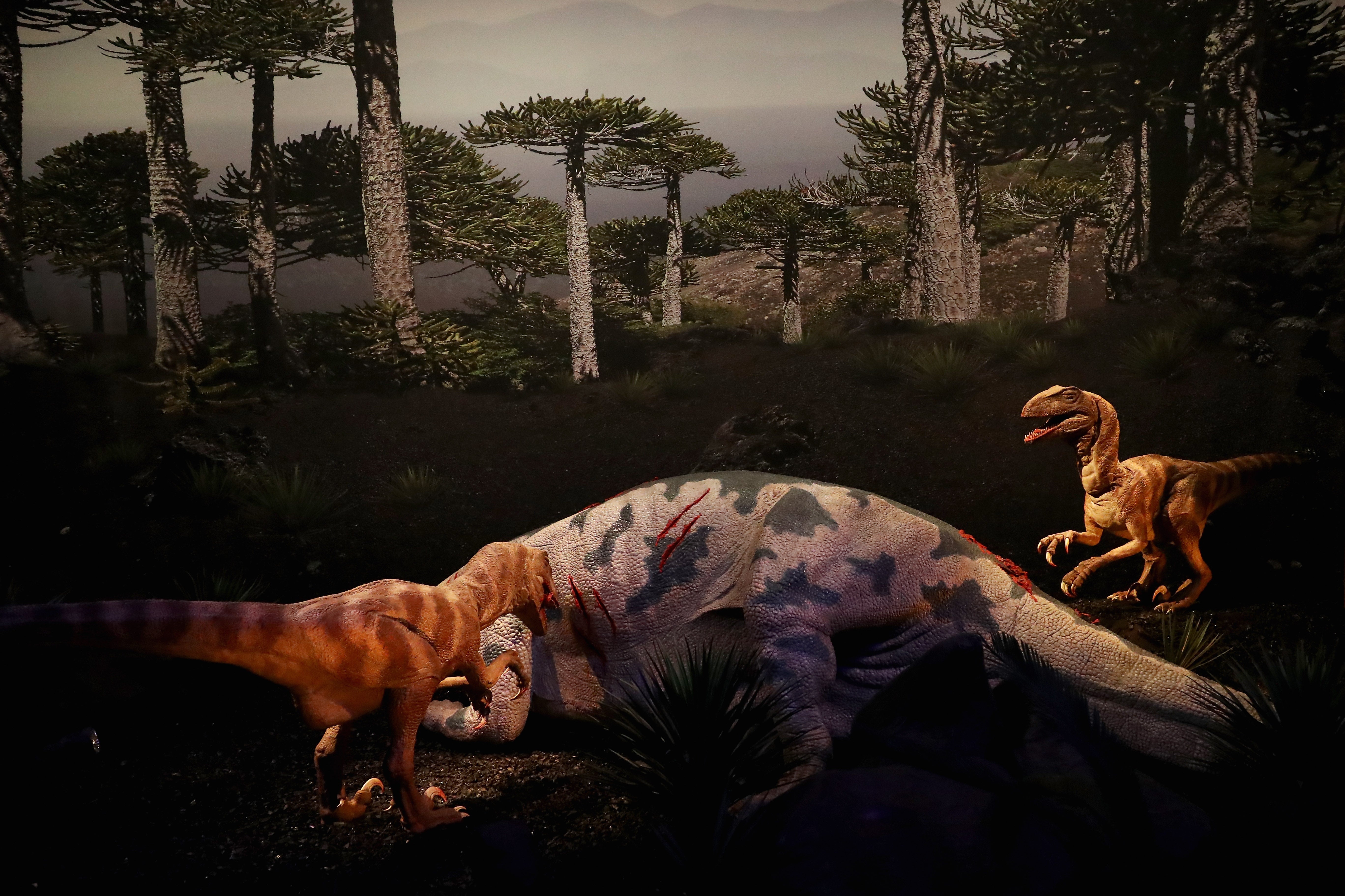 A display of the Maiasaura (Ornithischia, Ornithopoda) and Dromaeosaurus albertensis, a theropod are dinosaurs which lived during the Late Cretaceous period