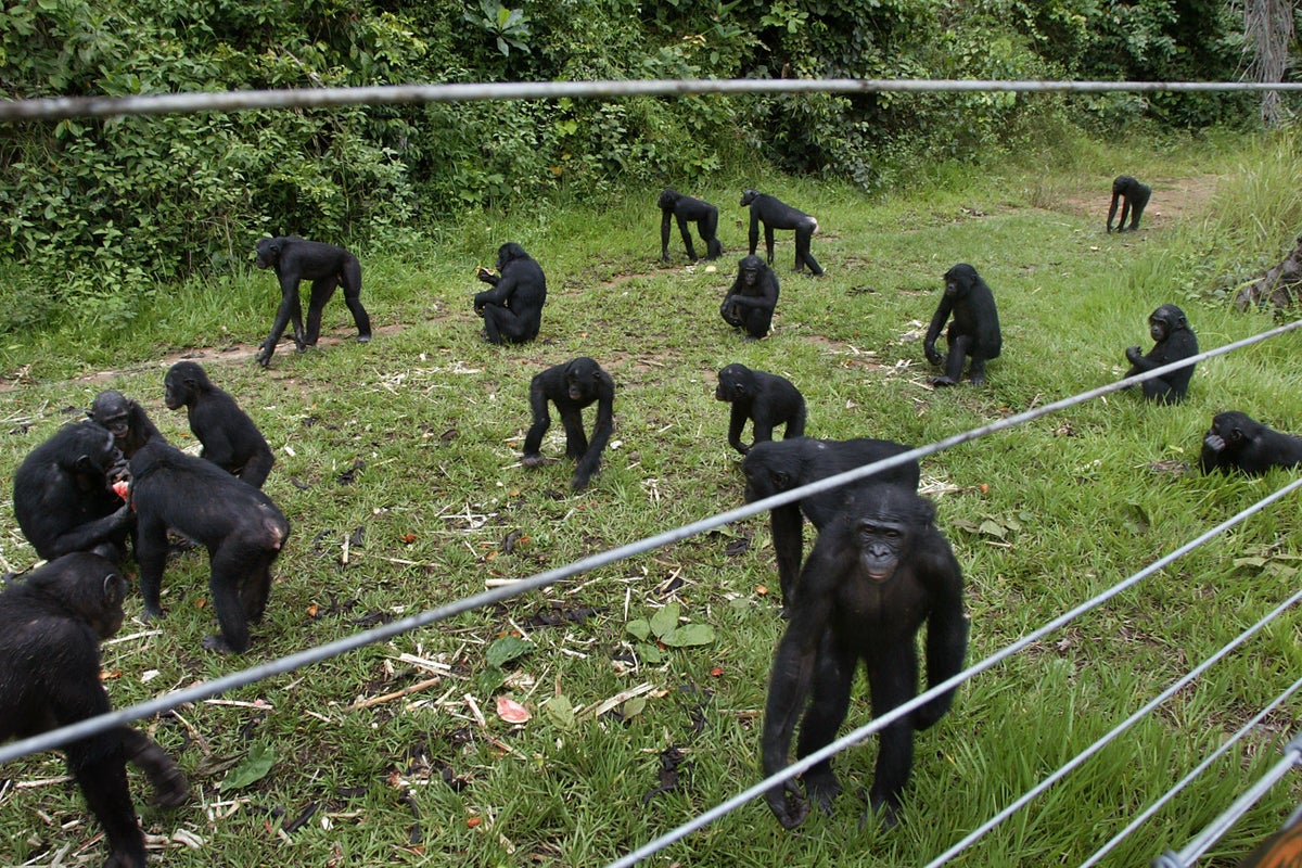 A rare sanctuary in Congo looks after baby bonobos away from poaching threat