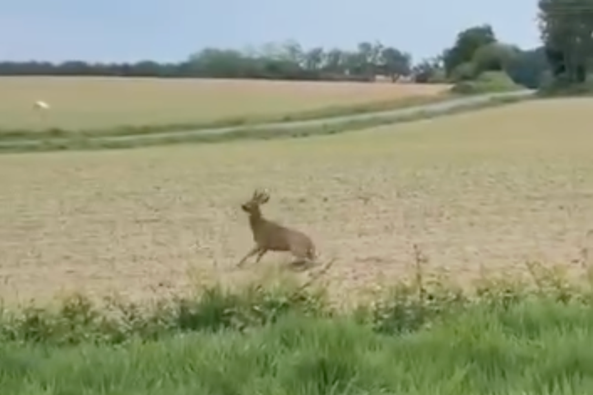 Stop Blaming Tipsy Deer for Your Bad Driving