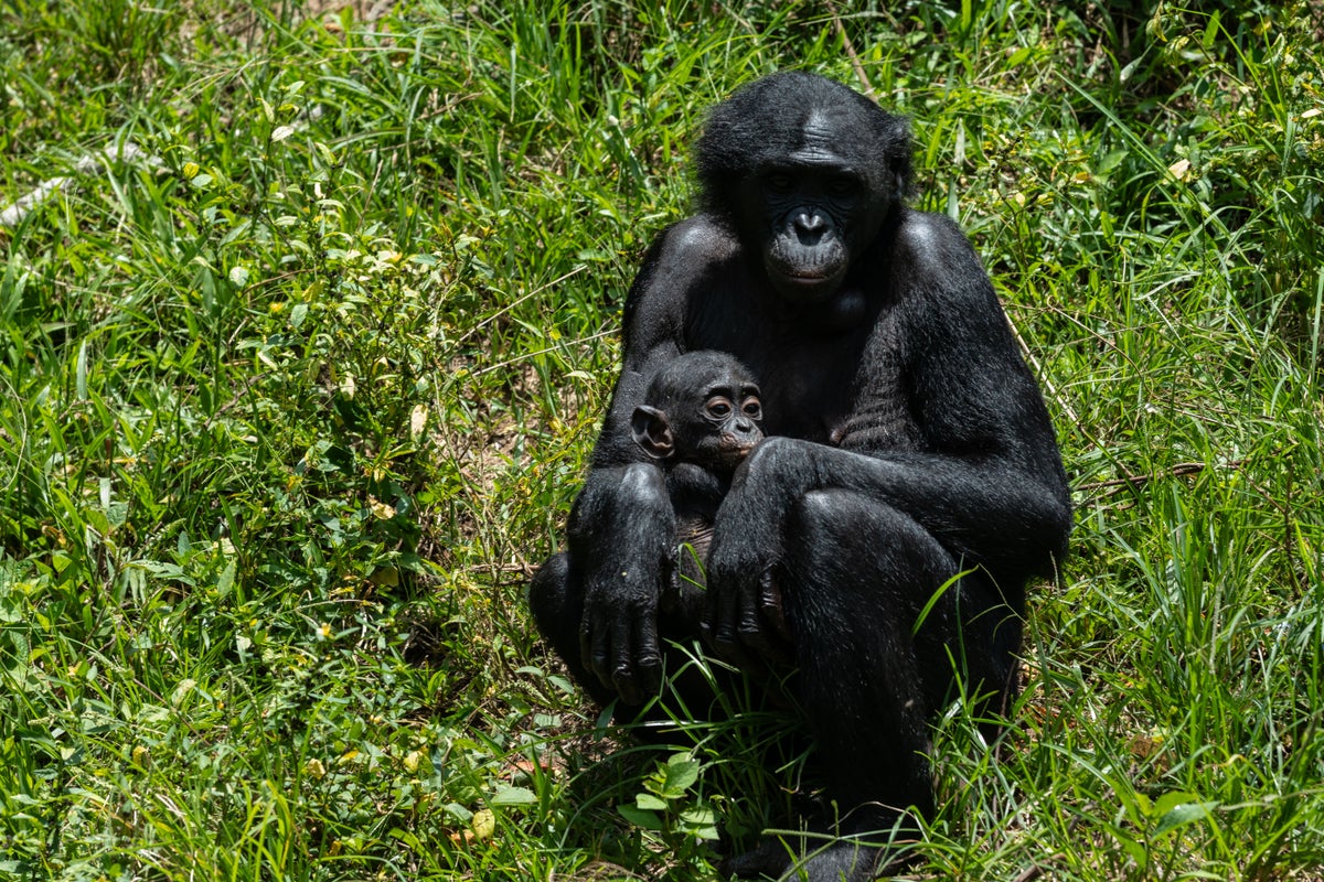 Orphaned bonobos find sanctuary in Congo from poachers and bushmeat trade – UK Times Orphaned bonobos find sanctuary in Congo from poachers and bushmeat trade – UK Times