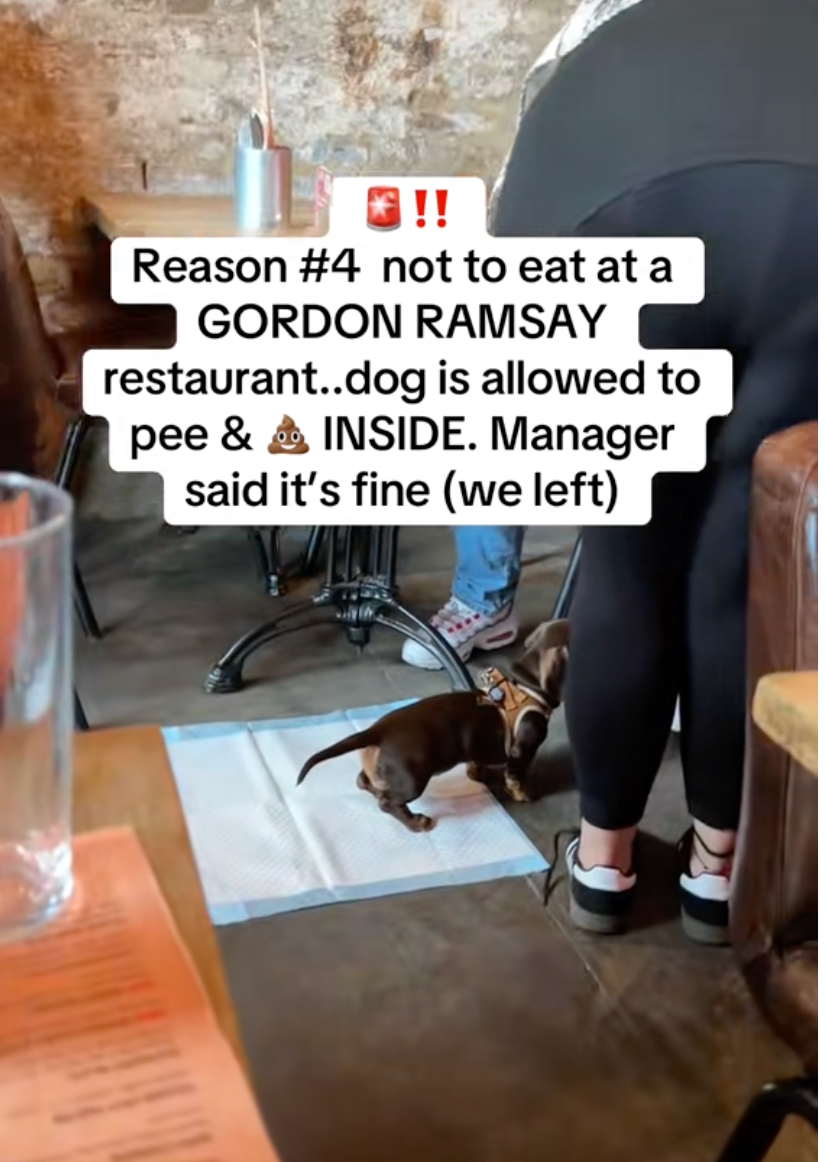 A TikTok user posted a video of a dog standing on a training pad in Ramsay’s London restaurant
