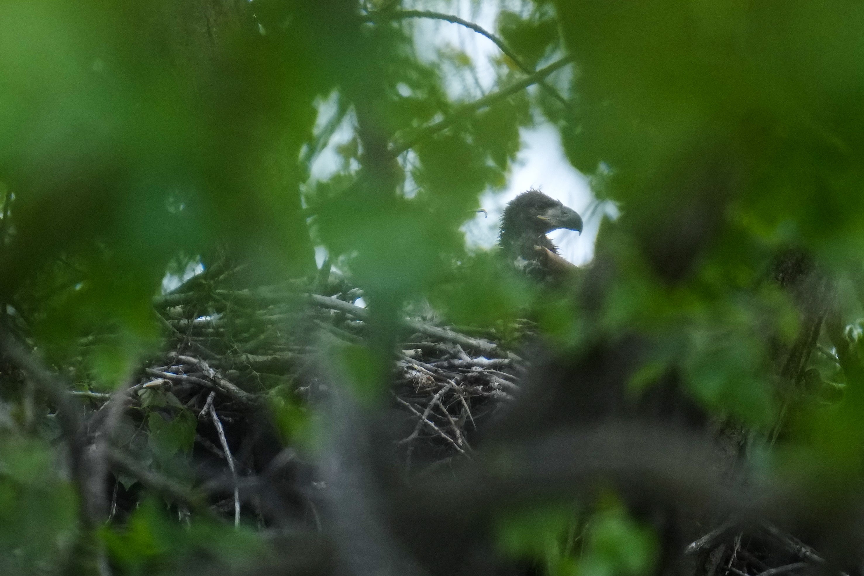 Wild bald eagle hatchlings may be US city’s first for more than 100 ...