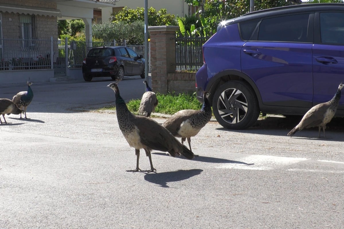 More than 100 peacocks invade seaside town as residents ‘held hostage’ by birds