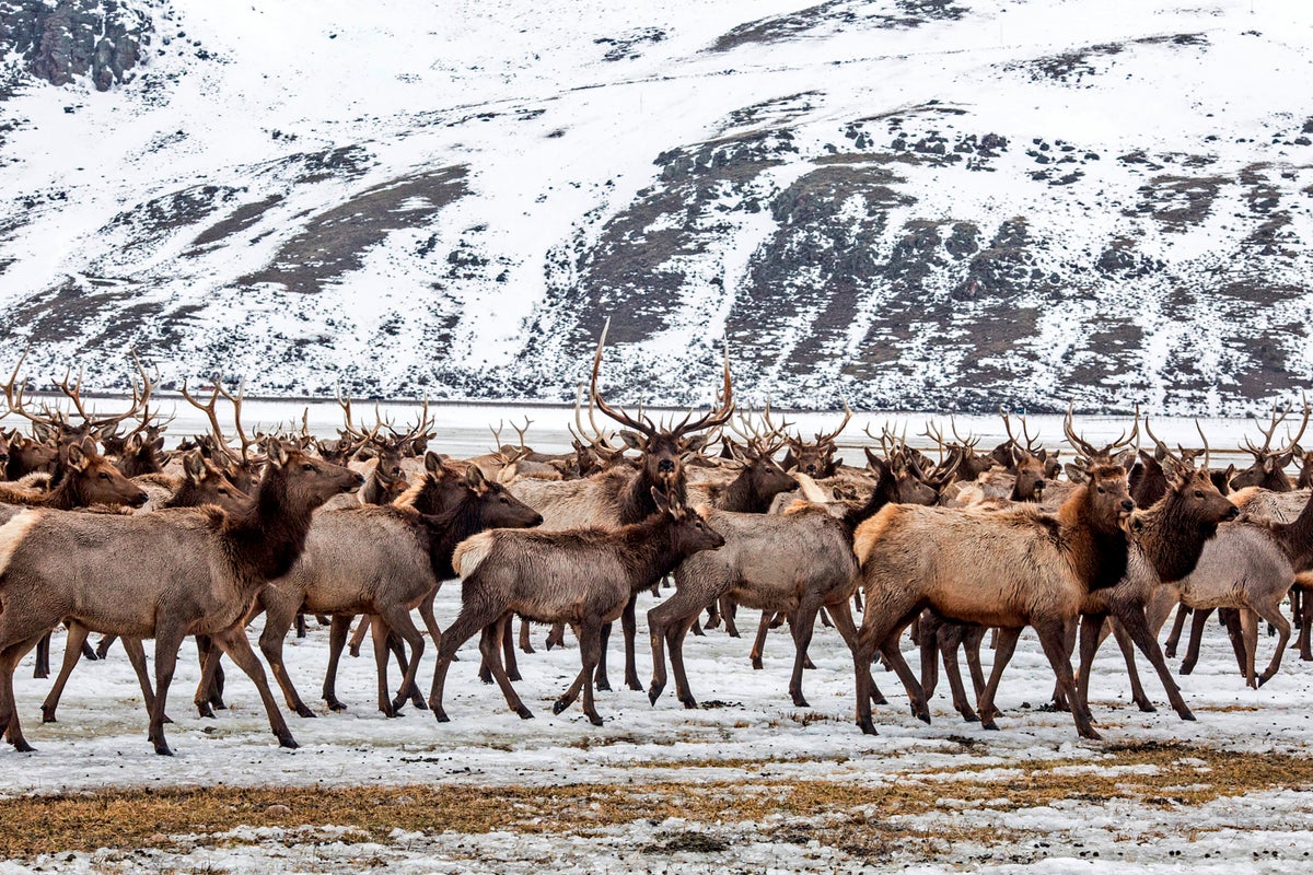 Elk Refuge disease discovery calls for talk of reducing nation’s largest herd – UK Times