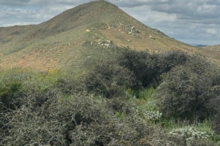 The world’s oldest oak has been spared from Southern California developers after a years-long battle to protect the land around the tree