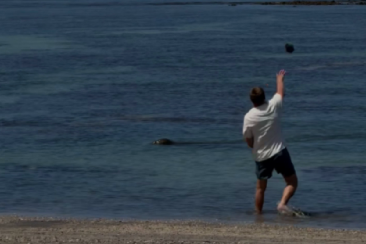 Tourist charged after rock hurled at endangered seal in Hawaii in viral video – UK Times Tourist charged after rock hurled at endangered seal in Hawaii in viral video – UK Times