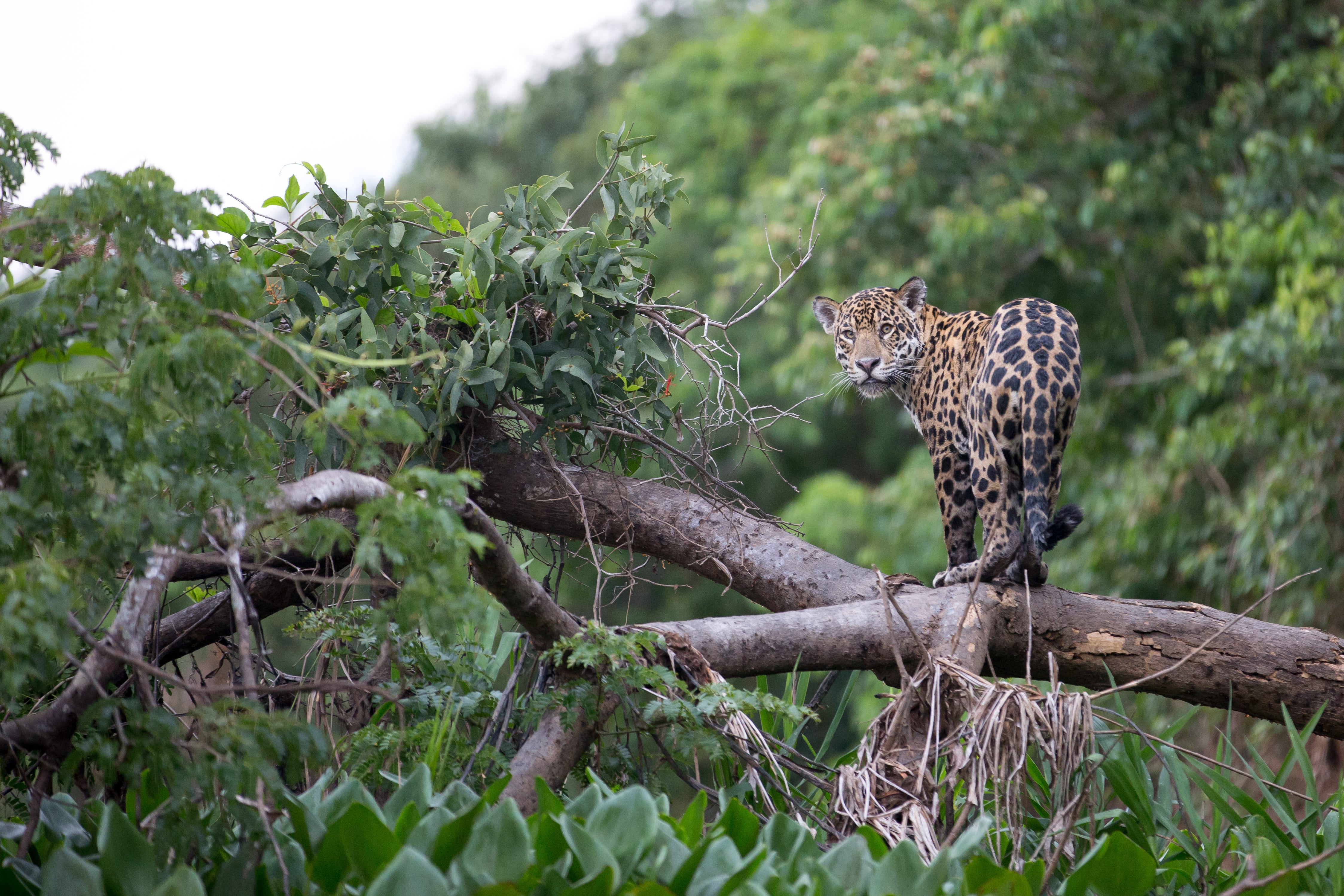 Immersing yourself in nature is a core part of the Costa Rica experience