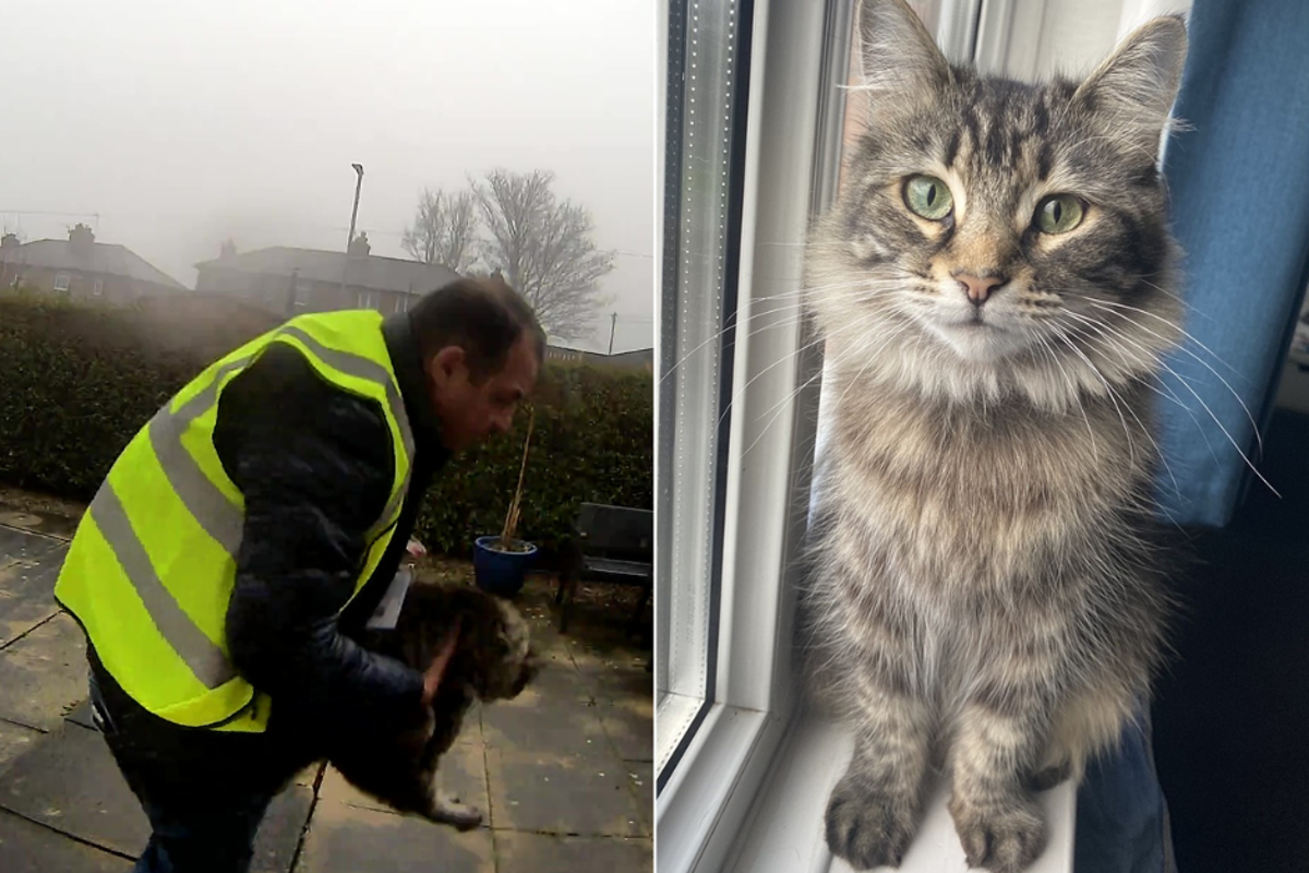Amazon delivery driver caught on doorbell camera stealing family cat is spared prison – UK Times Amazon delivery driver caught on doorbell camera stealing family cat is spared prison – UK Times
