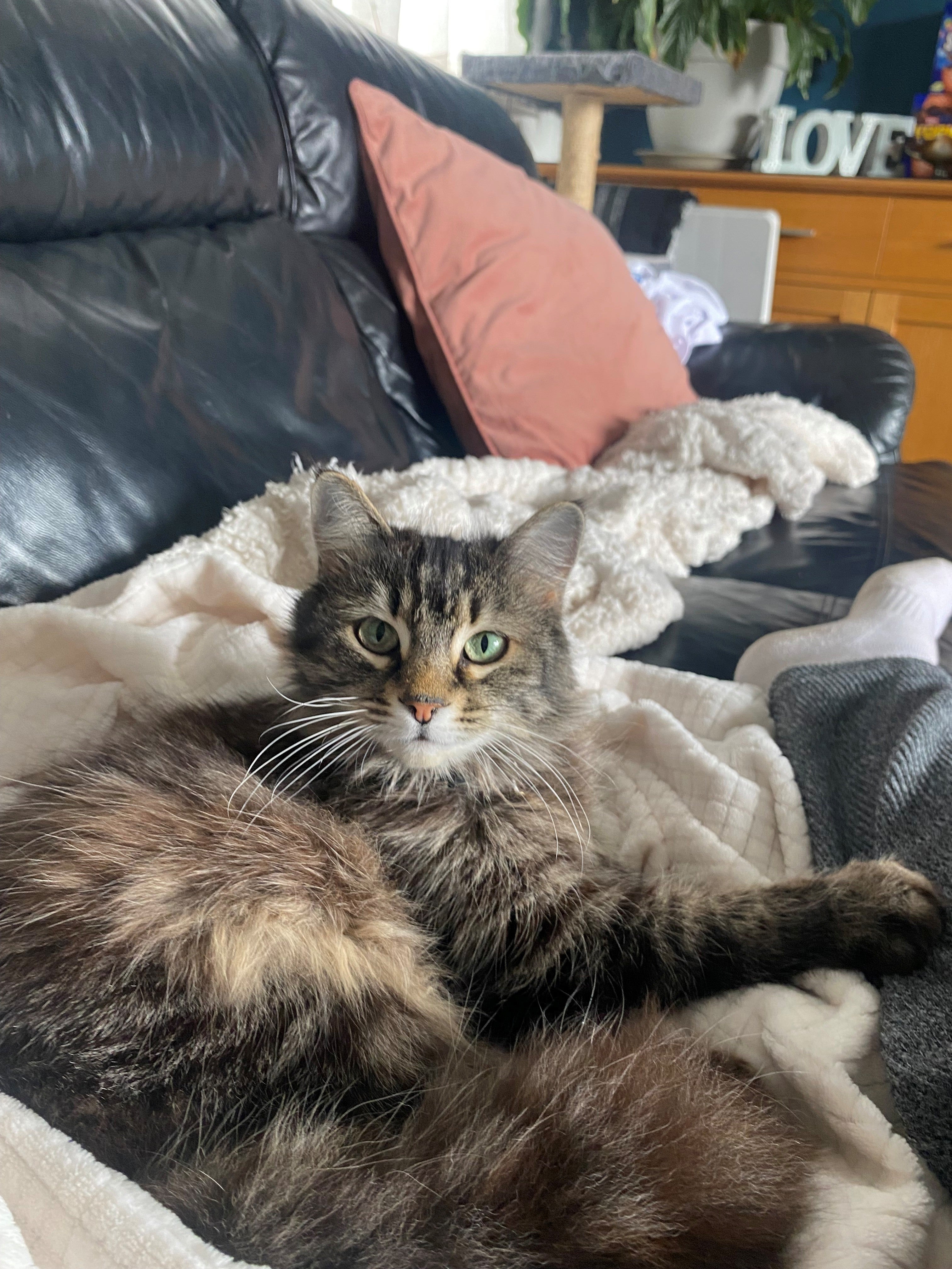 Nora was taken from her garden in Elland, West Yorkshire.