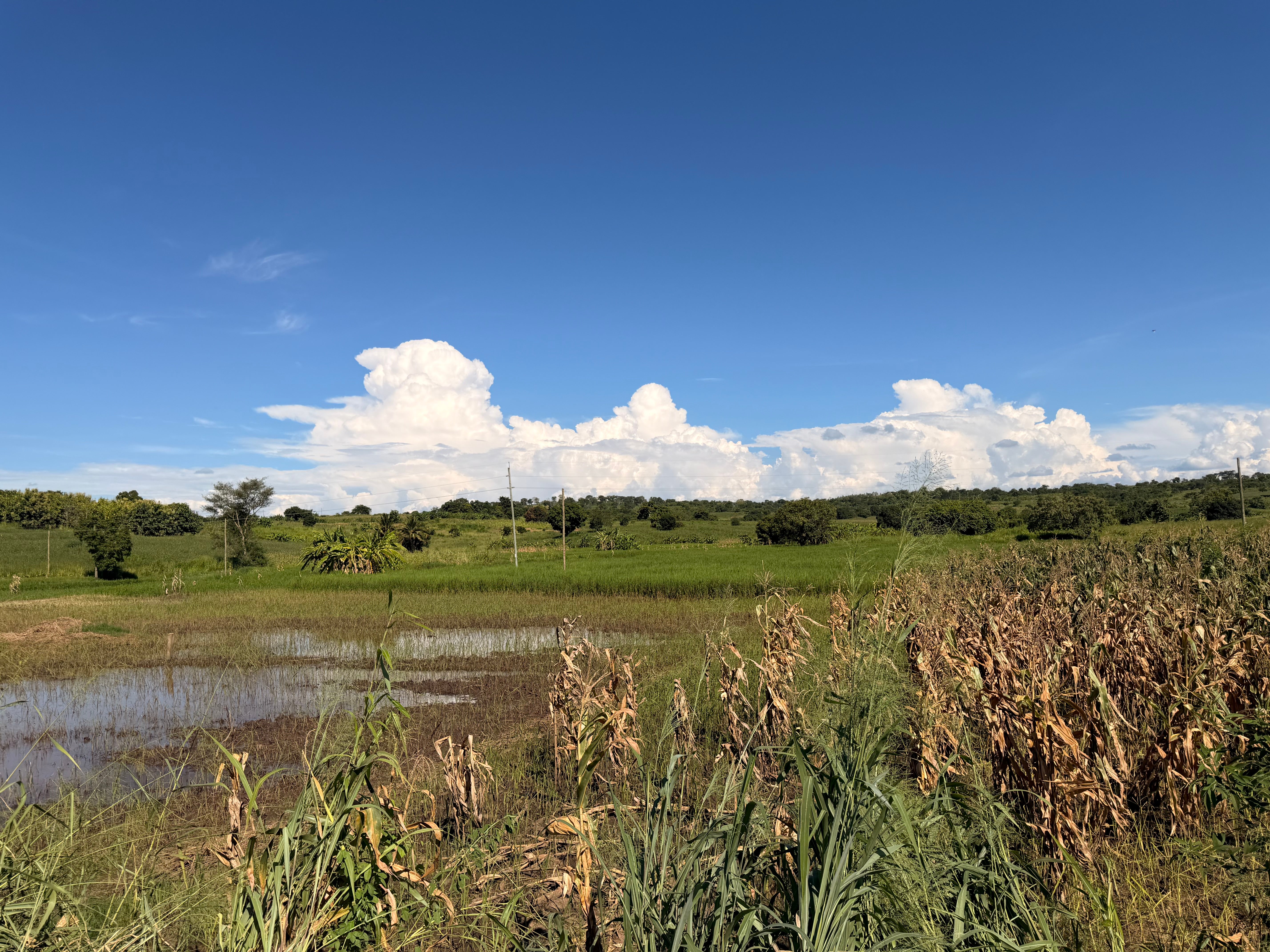 Along the roadside, rows of dried-out maize point to root damage caused by flooding, while rice paddy fields alongside have been silted up by floodwaters