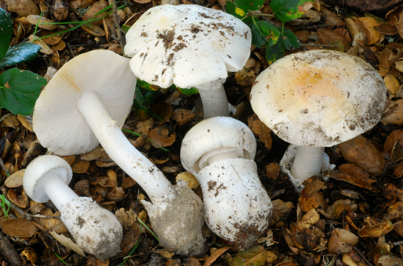 Western Destroying Angel mushrooms are also known to cause poisoning and even death. Health experts warn that the mushrooms can often resemble and even taste like non-poisonous mushrooms