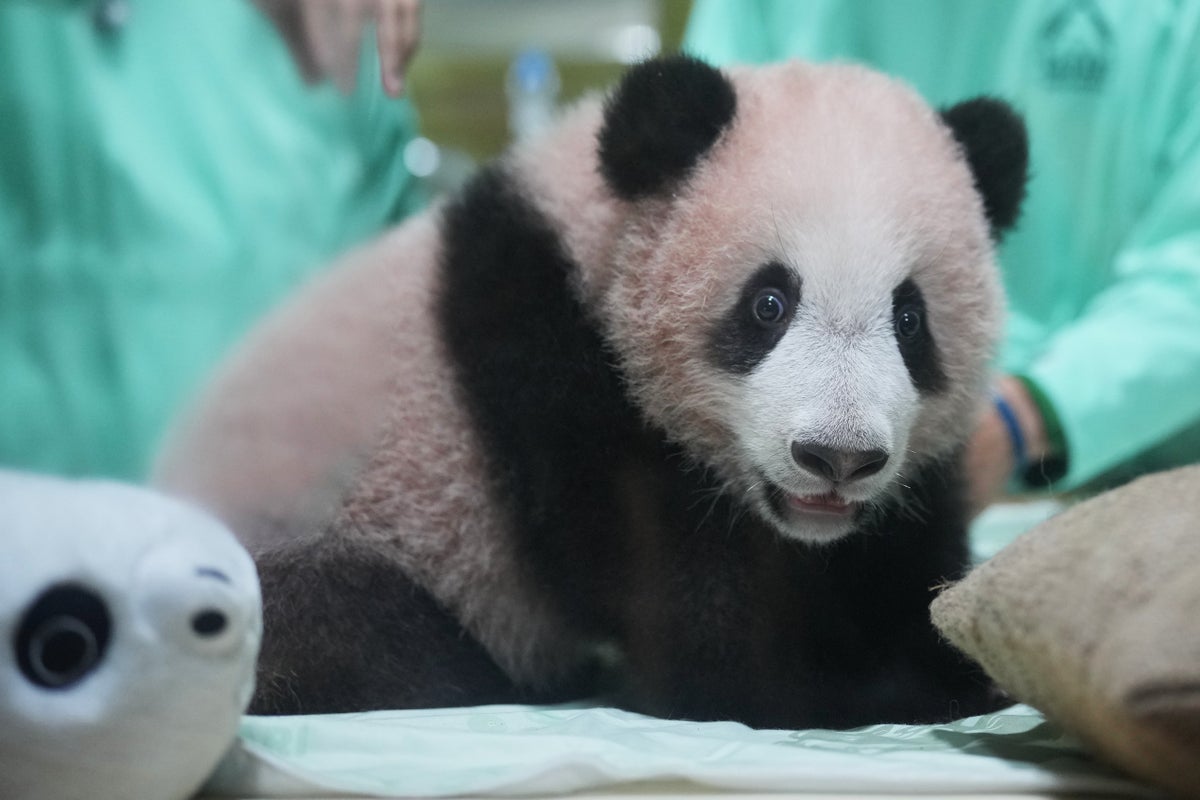 Indonesia's first giant panda cub, Rio, is growing and healthy before his public debut