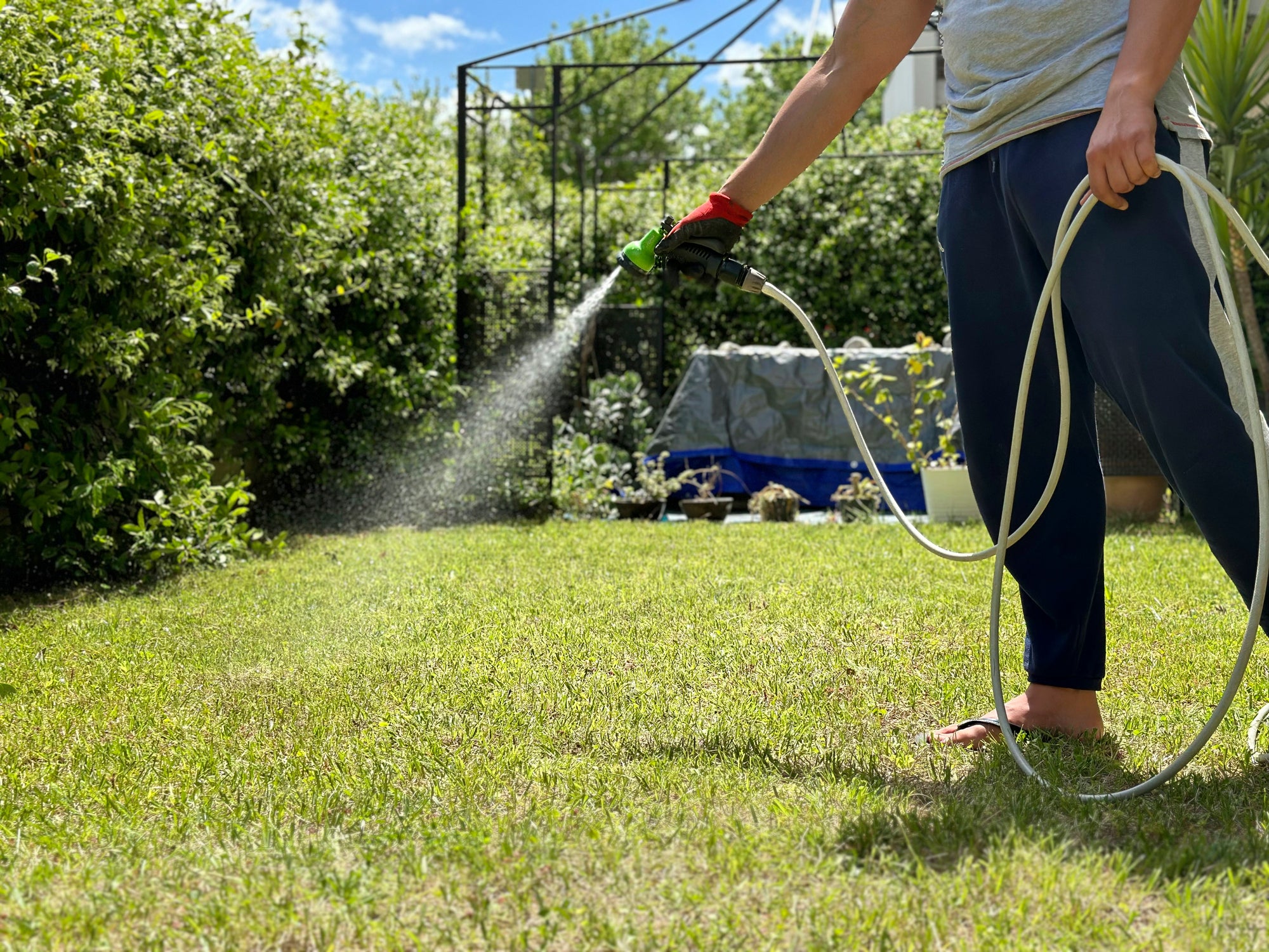 Lawns cut too short or too heavily can quickly dry out during a heatwave