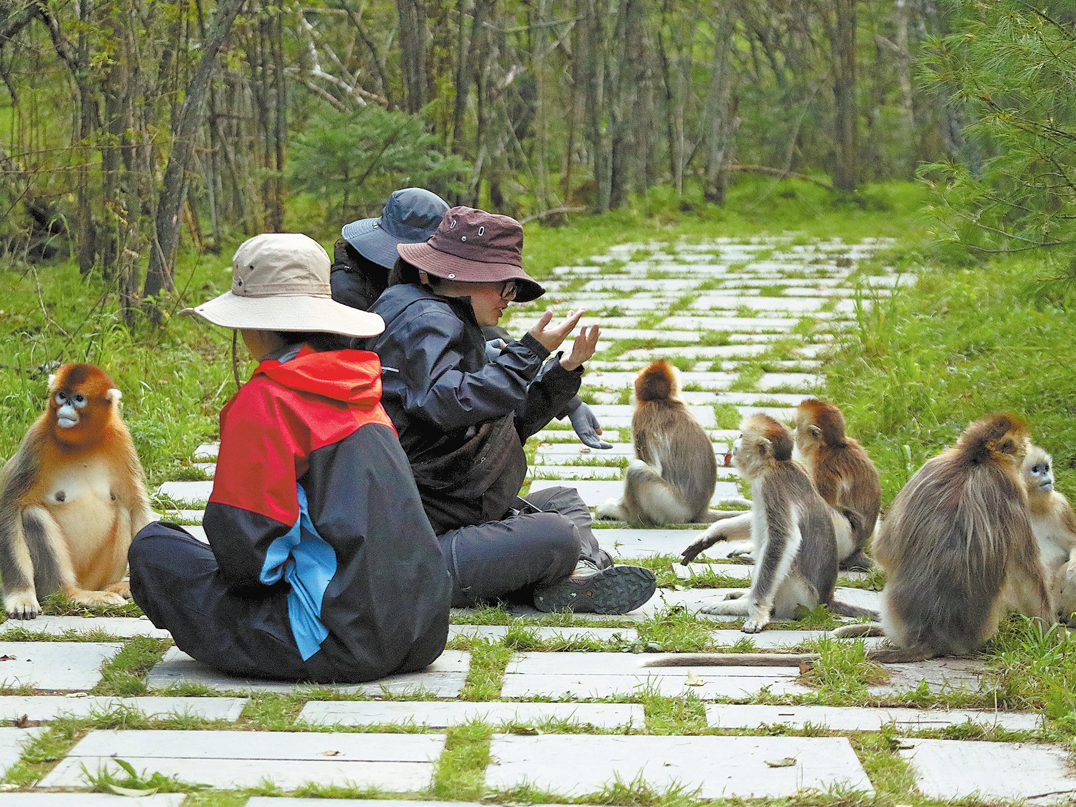 Researchers record monkeys’ behaviour at Shennongjia National Nature Reserve