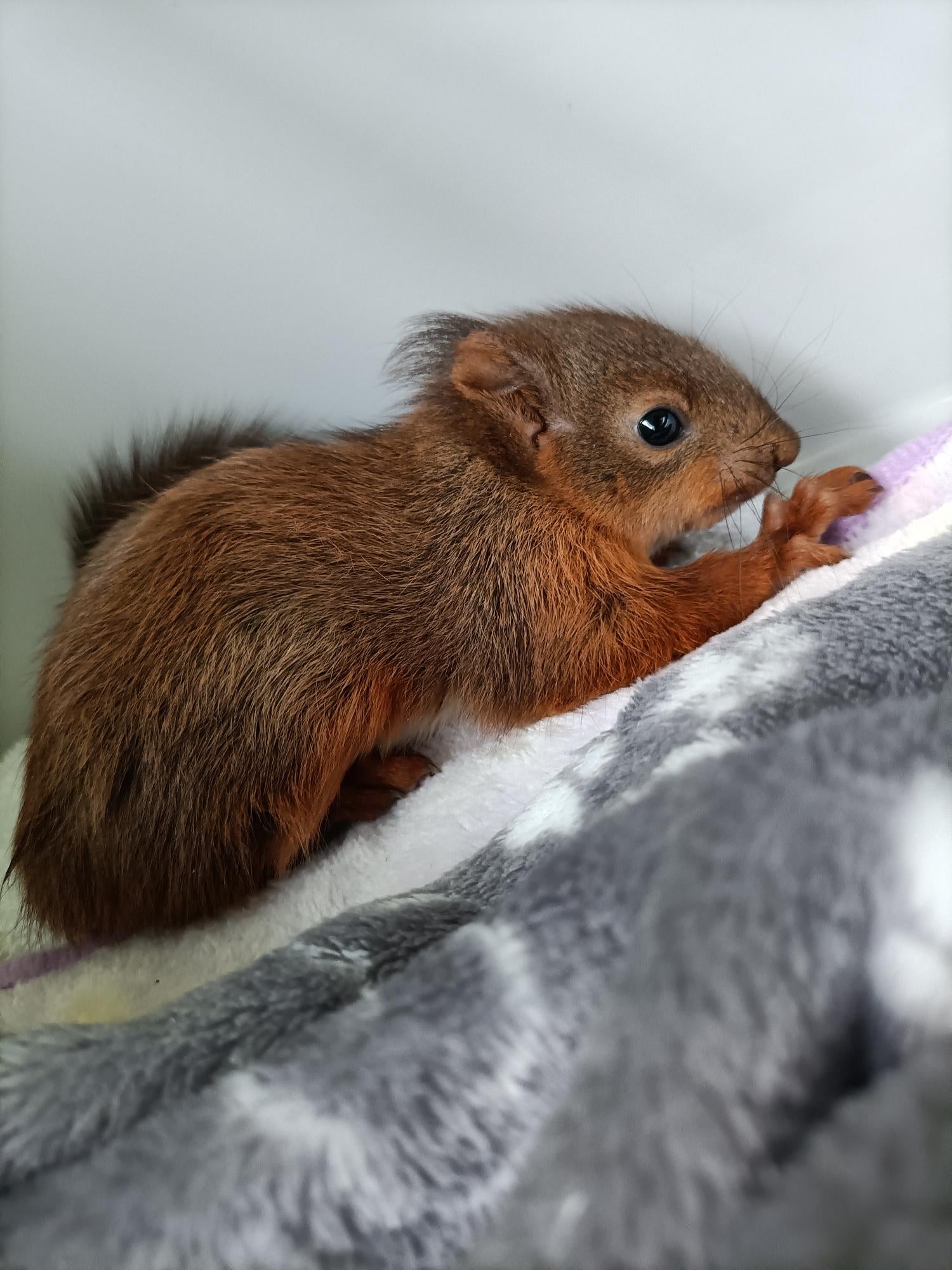 wildlife-heroes-rescue-two-baby-red-squirrels-from-ditch-the-independent