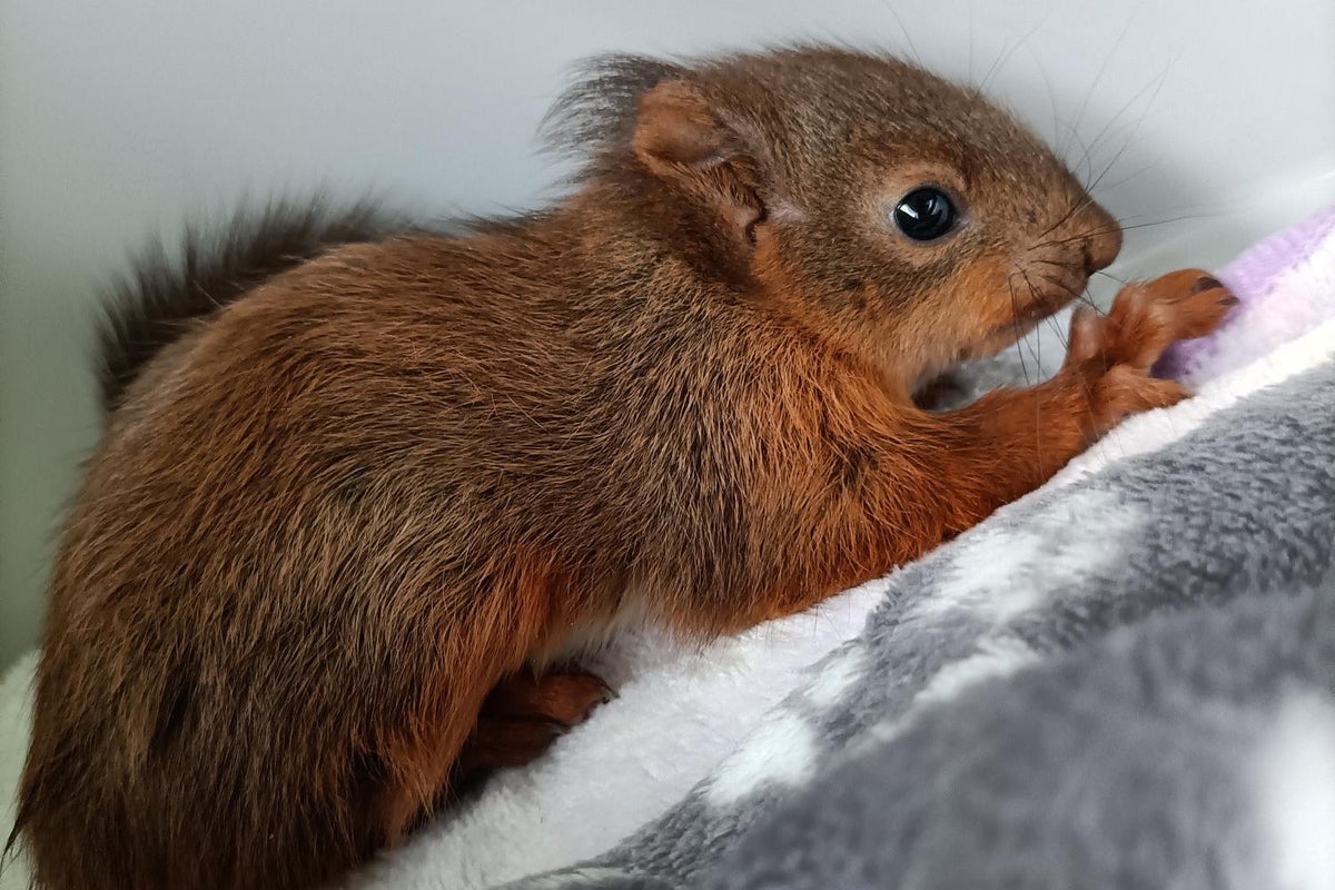 Wildlife Heroes Rescue Two Baby Red Squirrels From Ditch The Independent wildlife-heroes-rescue-two-baby-red-squirrels-from-ditch-the-independent
