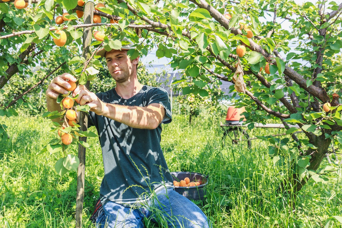 Colorado farmers at risk of losing millions after viral fungal disease threatens peach trees