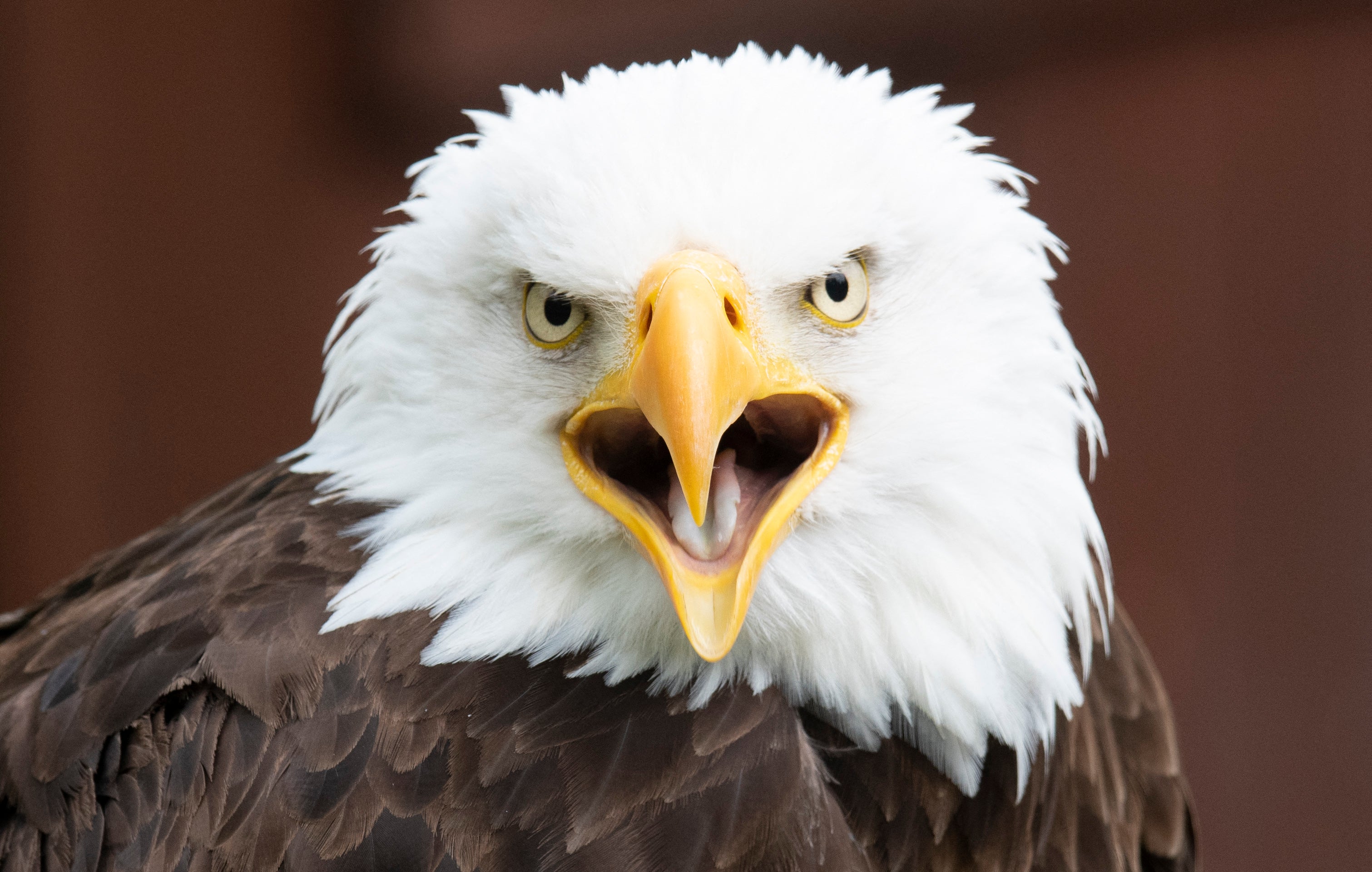 A Texas man could be facing up to a year behind bars after admitting to fatally shooting an American bald eagle
