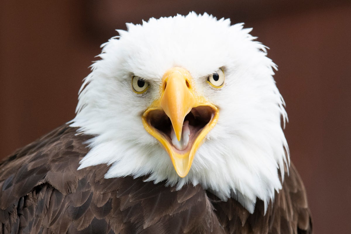 Texas man could face prison time after killing American bald eagle