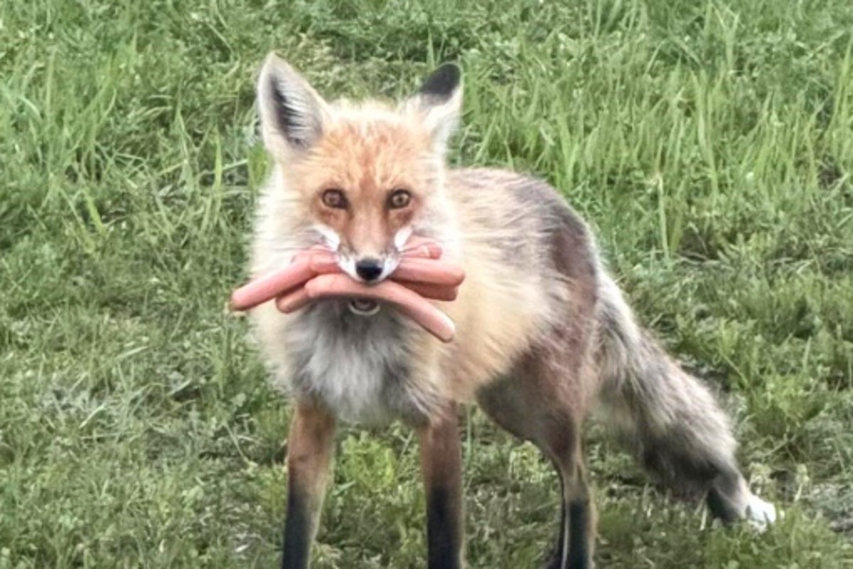 Outfoxed: Canadian police spot four-legged culprit that made off with mouthful of hot dogs – UK Times Outfoxed: Canadian police spot four-legged culprit that made off with mouthful of hot dogs – UK Times