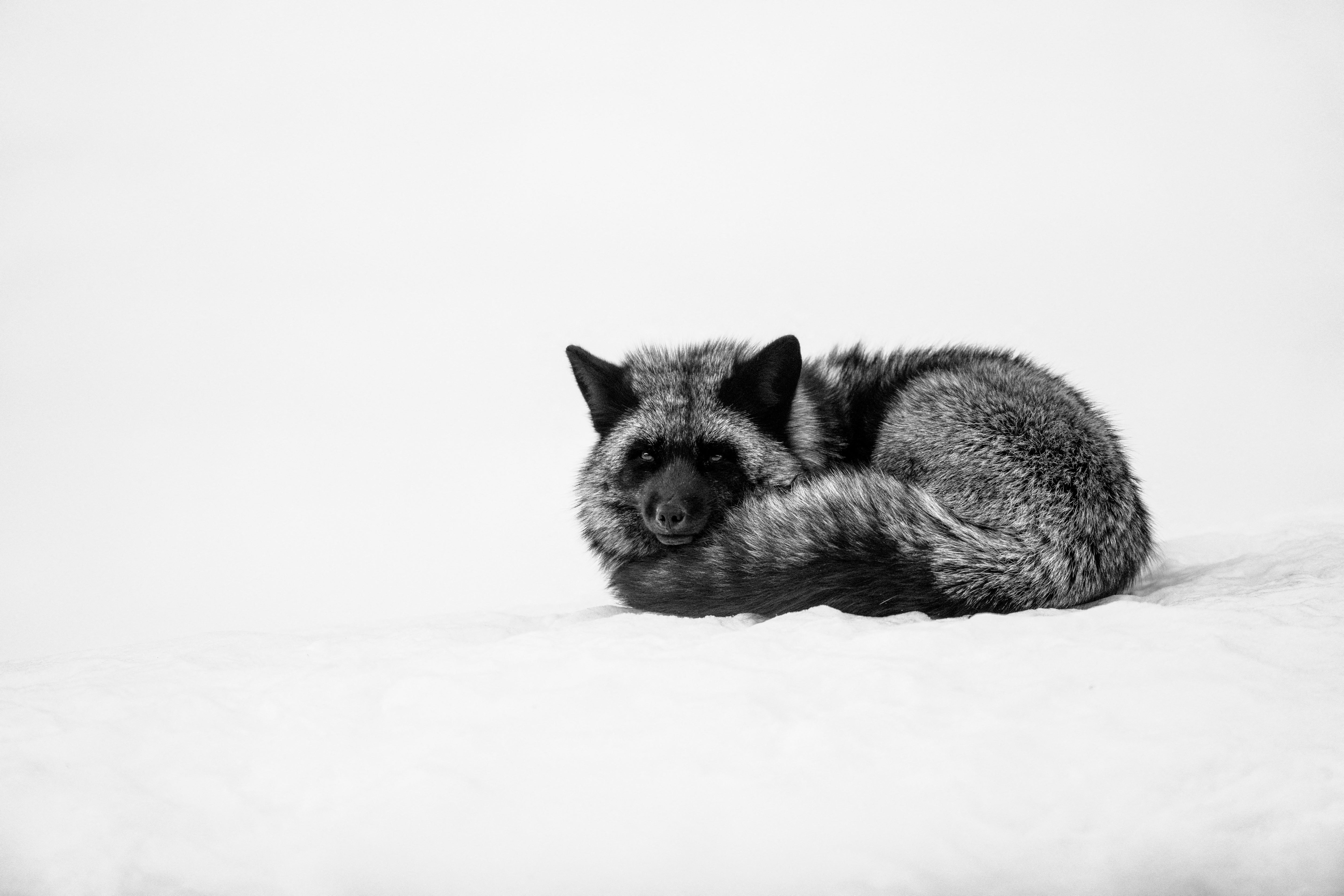 Foxes are opportunistic eaters and are known to dine on human food