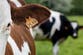 A cow was handed a waste carriers licence. Now MPs are calling for tighter checks