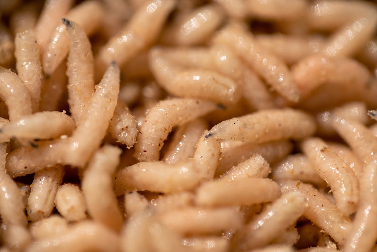 Maggot therapy works because the creatures can dissolve ‘dead infected tissue’ in patients’ wounds, one expert told NBC News