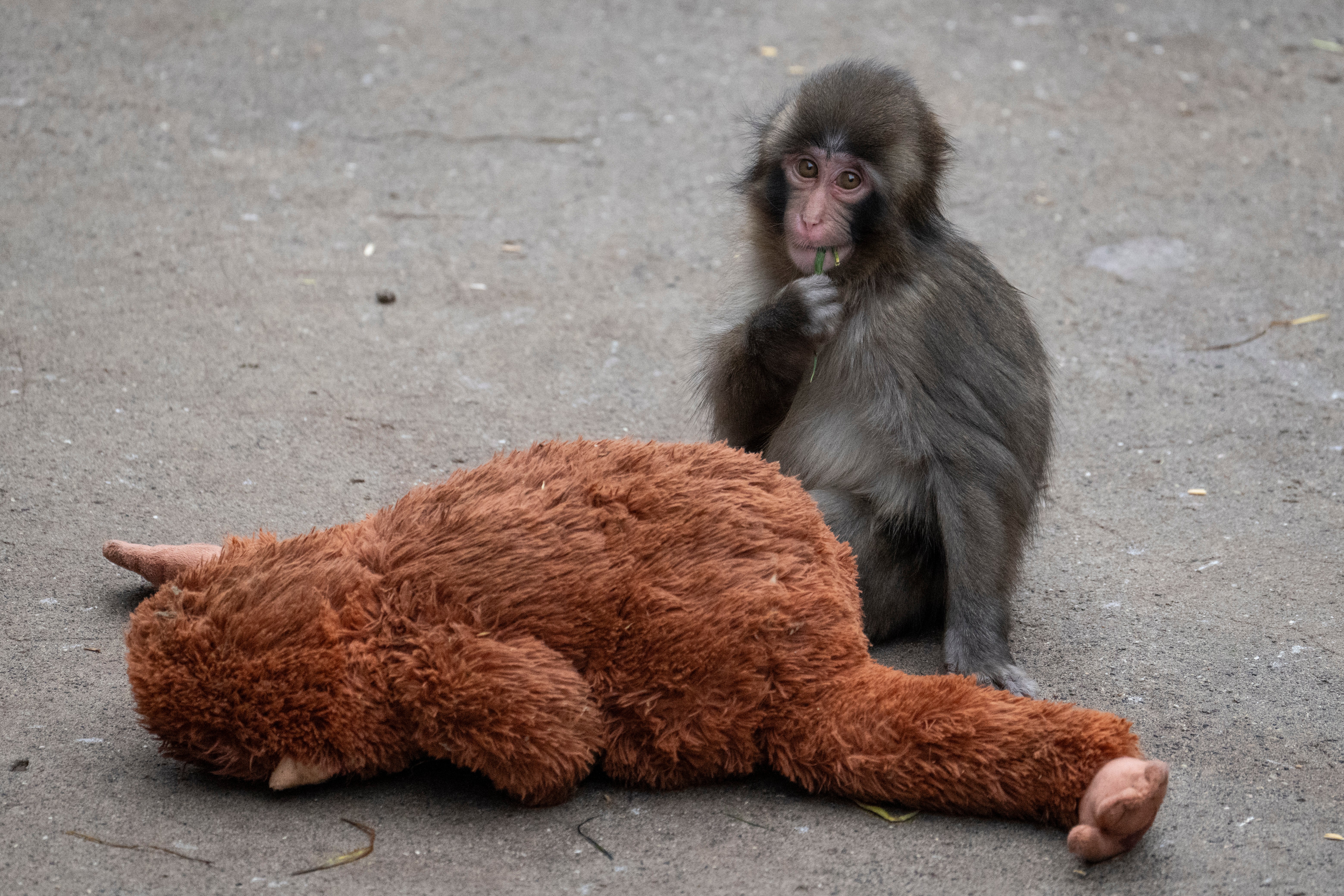 A seven month-old male Japanese macaque monkey named Punch, who was abandoned by his mother shortly after birth