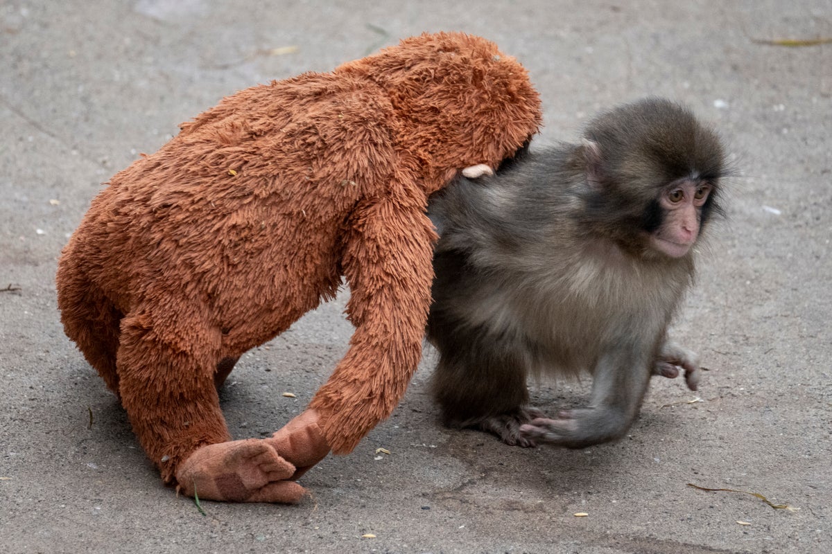 The Zoo Enclosure Fallacy Why Real Danger Inside the Cage Isn’t What You Think