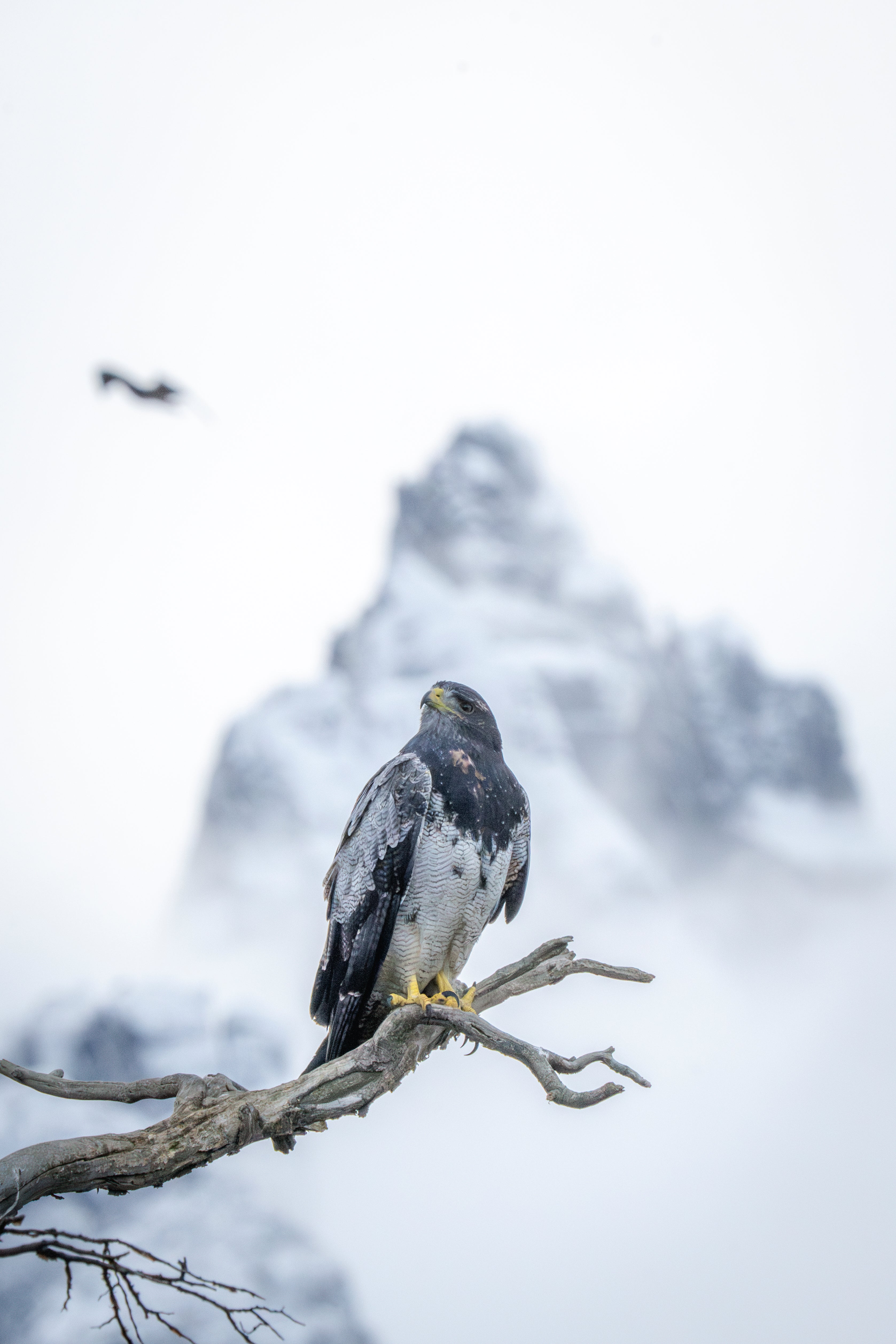 An eagle sits on a branch in Ushuaia, Argentina, Thursday, May 14, 2026. (AP Photo/Joel Reyero)