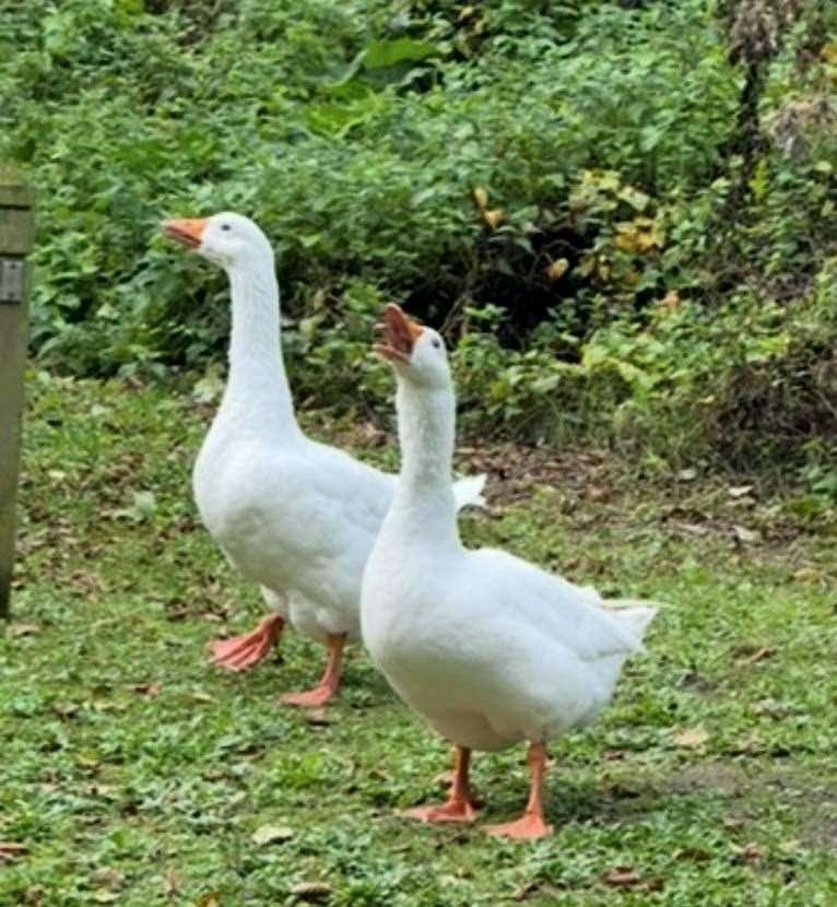 Heartbreak in Kent village as Gandalf the beloved goose is snatched from pond