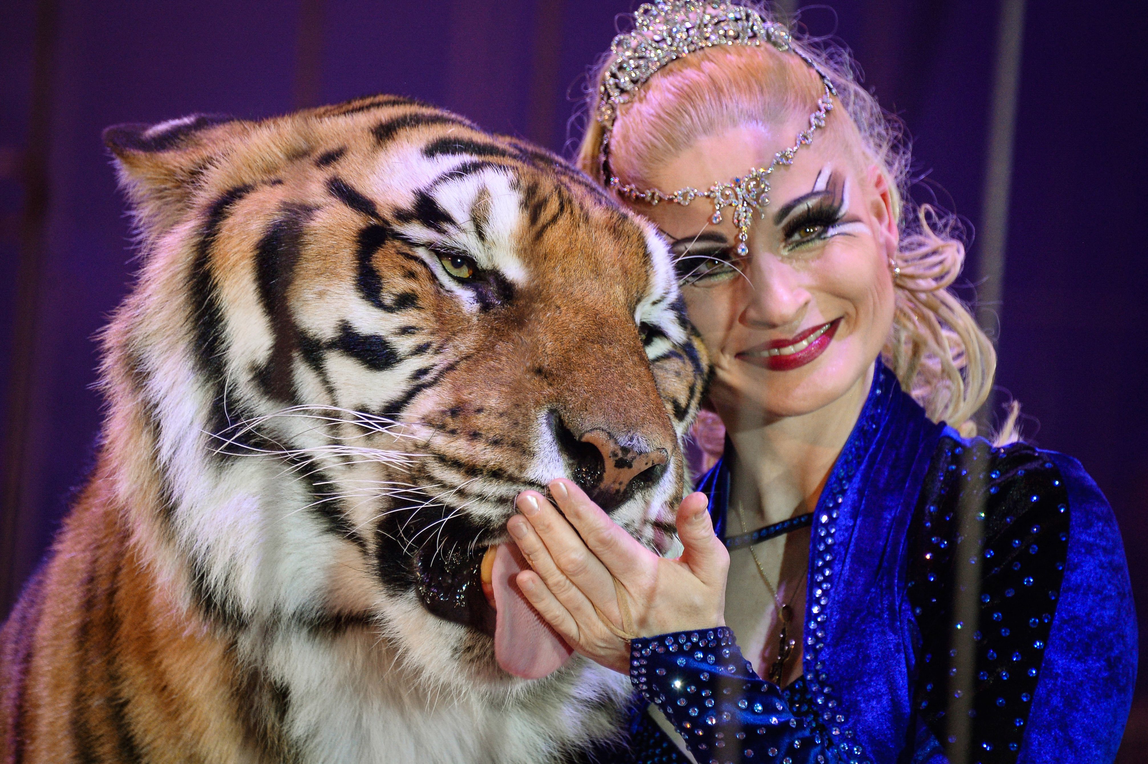 Tiger shot dead by German police after escaping enclosure and attacking one of its keepers